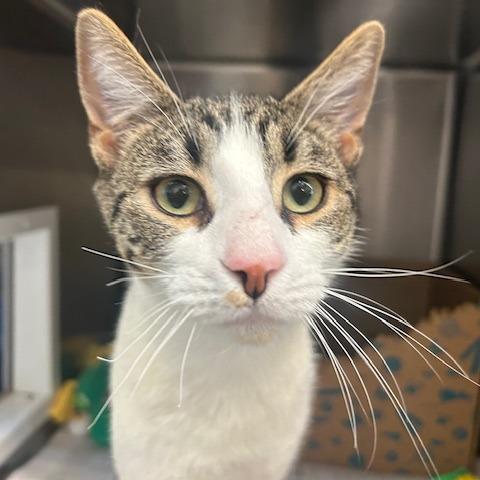 Enlarge Winston, a Adoptable Domestic Short Hair in Santa Barbara, CA image 1/1