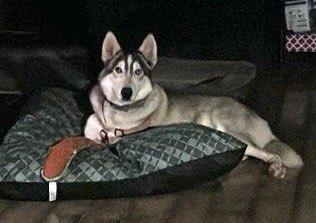 Zuko (Courtesy Post), a Adoptable Husky in Talbott, TN image 1/5