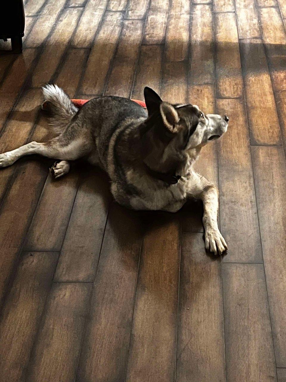 Zuko (Courtesy Post)