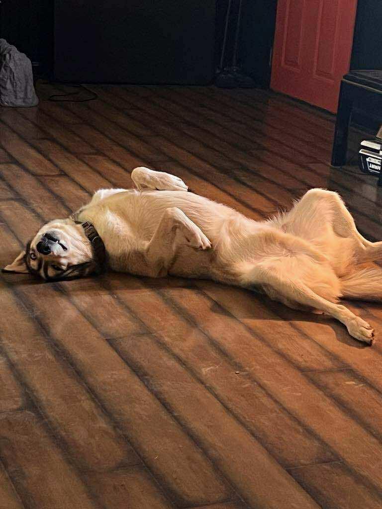 Zuko (Courtesy Post)