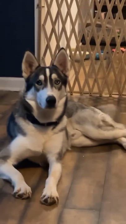 Enlarge Zuko (Courtesy Post), a Adoptable Husky in Talbott, TN video 5/5