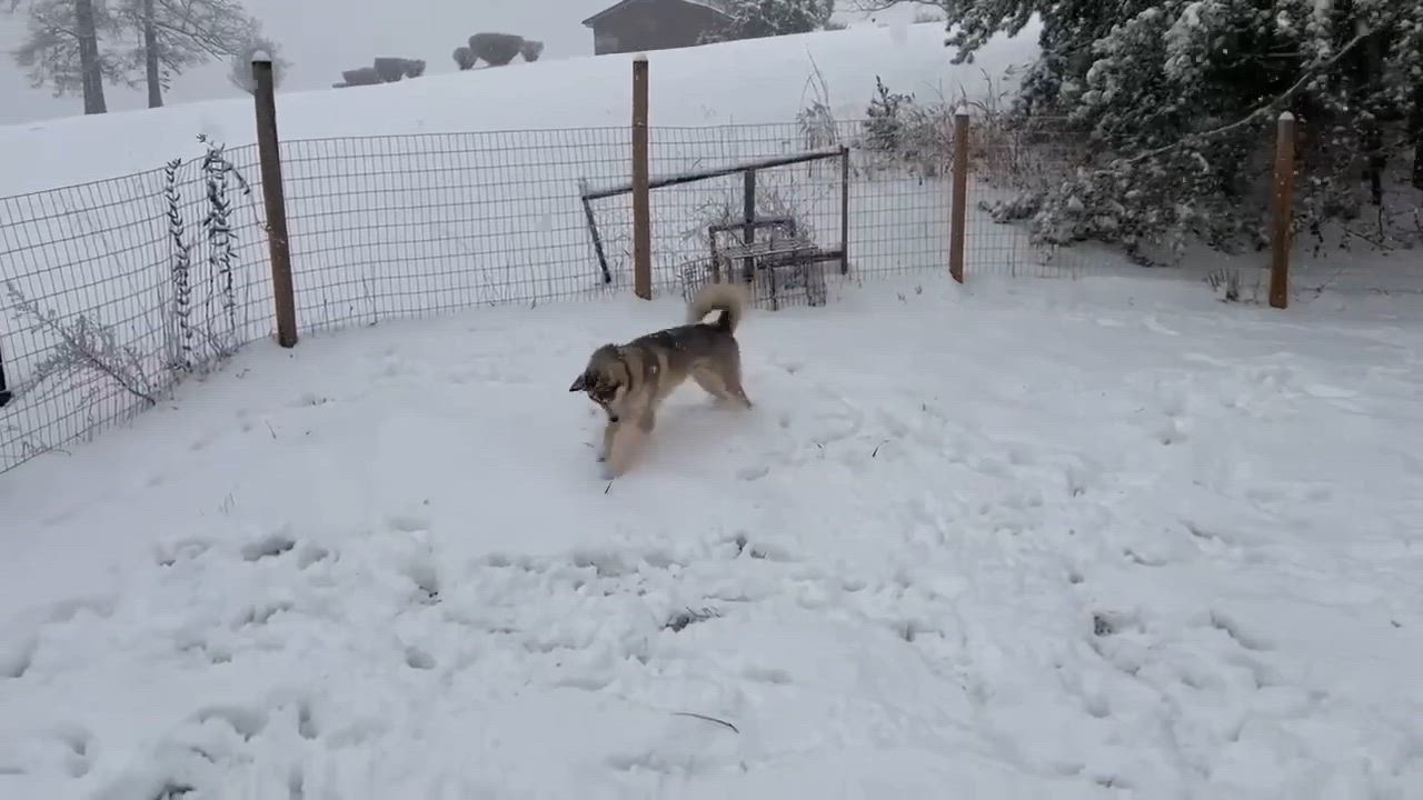 Enlarge Zuko (Courtesy Post), a Adoptable Husky in Talbott, TN video 2/5