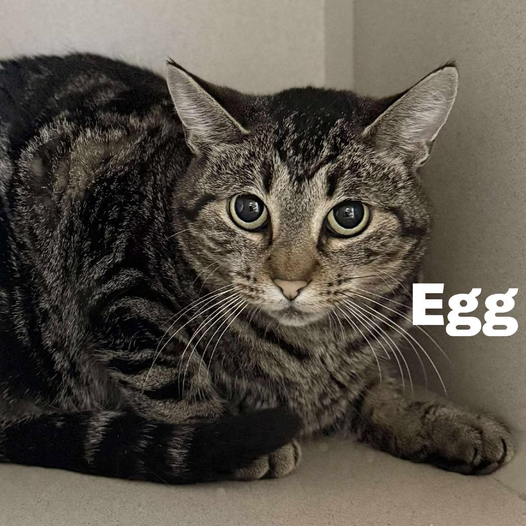 Enlarge Egg 260218, a Adoptable Domestic Short Hair in Escanaba, MI image 1/1