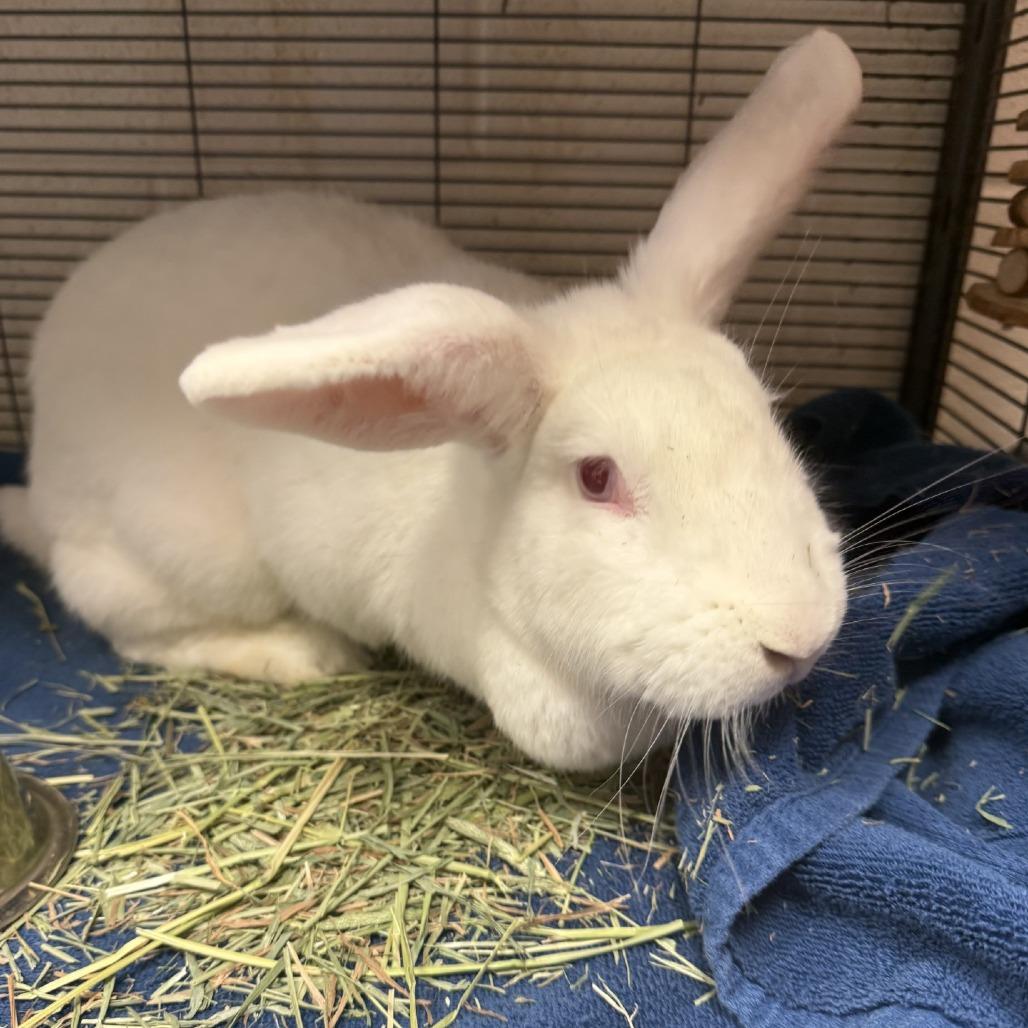 Lady Hoppington, Adoptable, Young Female American.