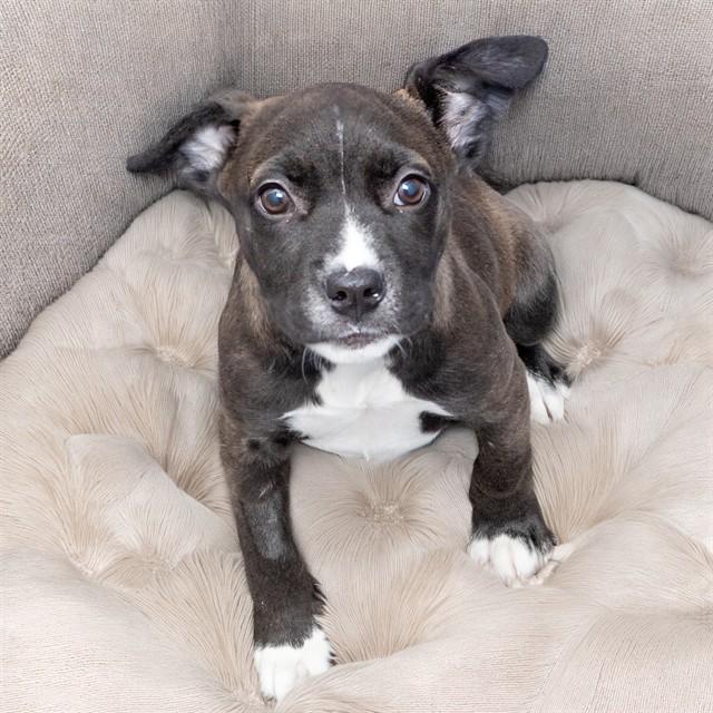 Enlarge POLLY, a Adoptable mixed breed in St. Louis, MO image 1/1