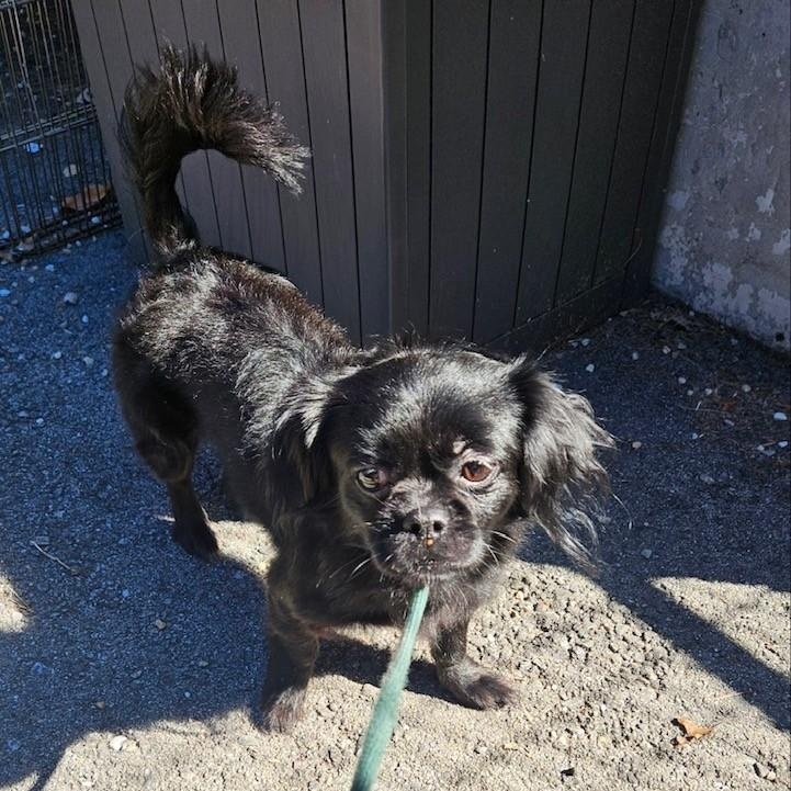 Enlarge Luna, a Adopted mixed breed in Windsor, CT image 3/3