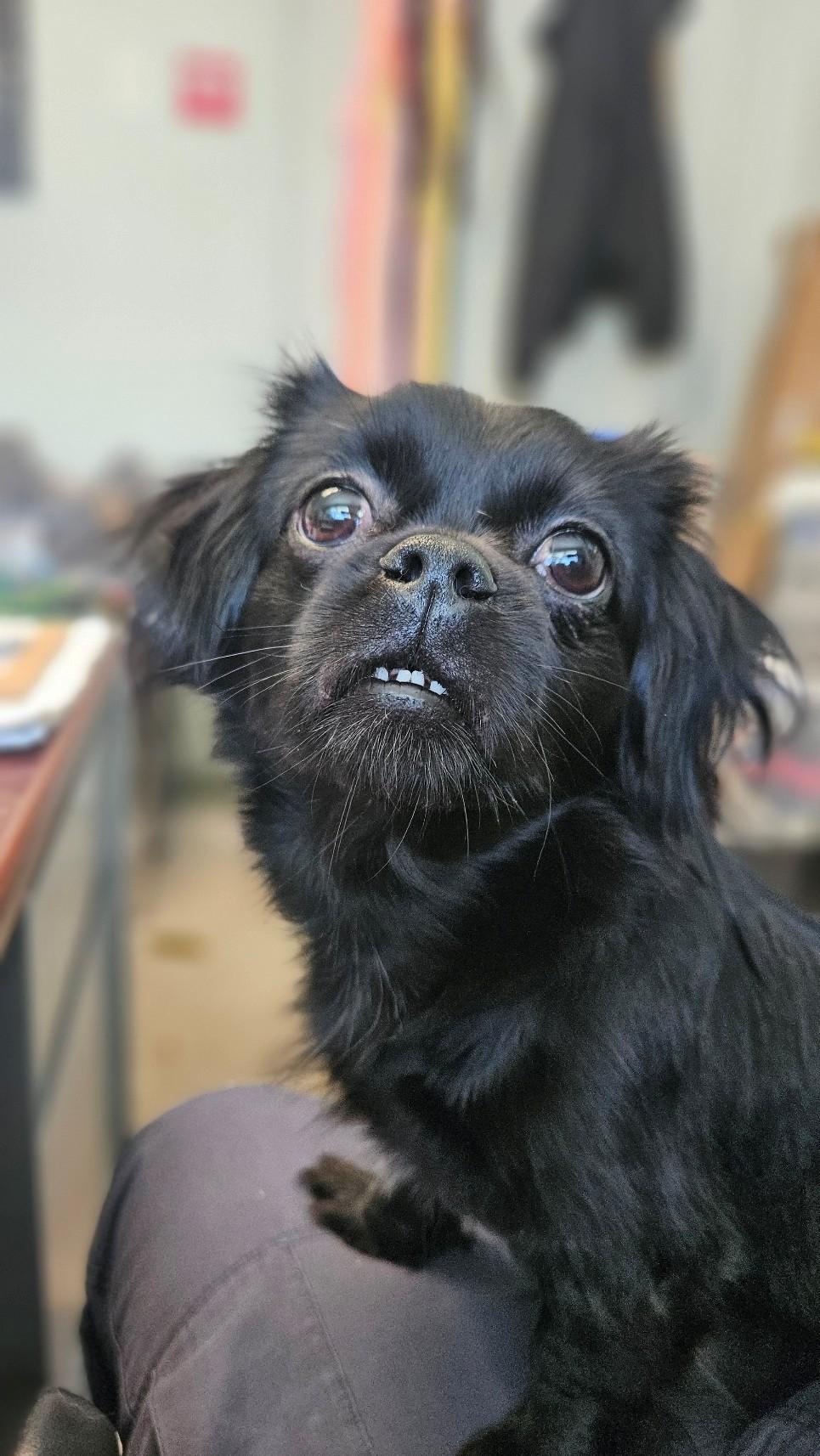 Luna, Adopted, Adult Female Pekingese & Shih Tzu.