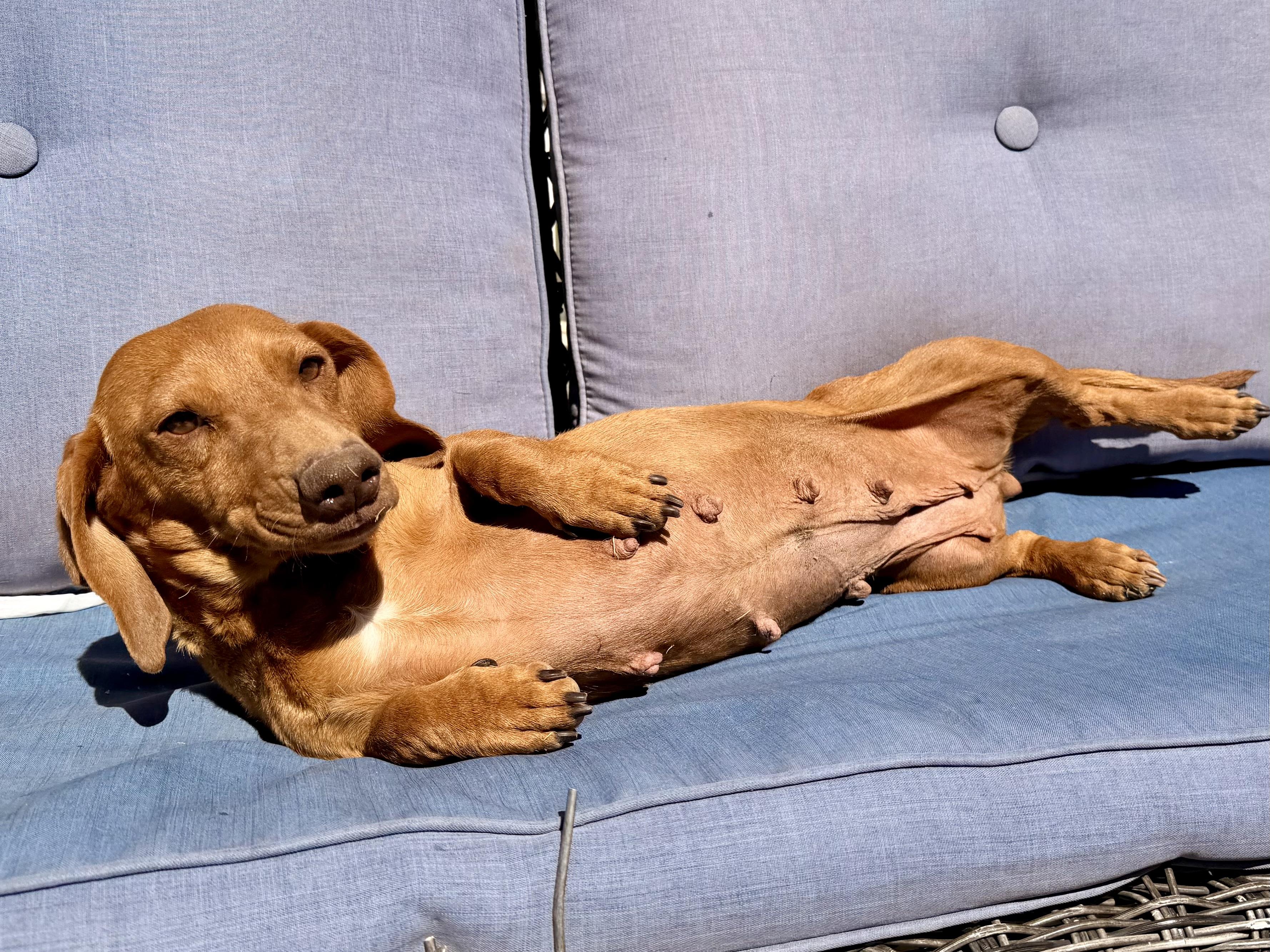 Maeze, an adopted Dachshund in ontario, CA image 3/5