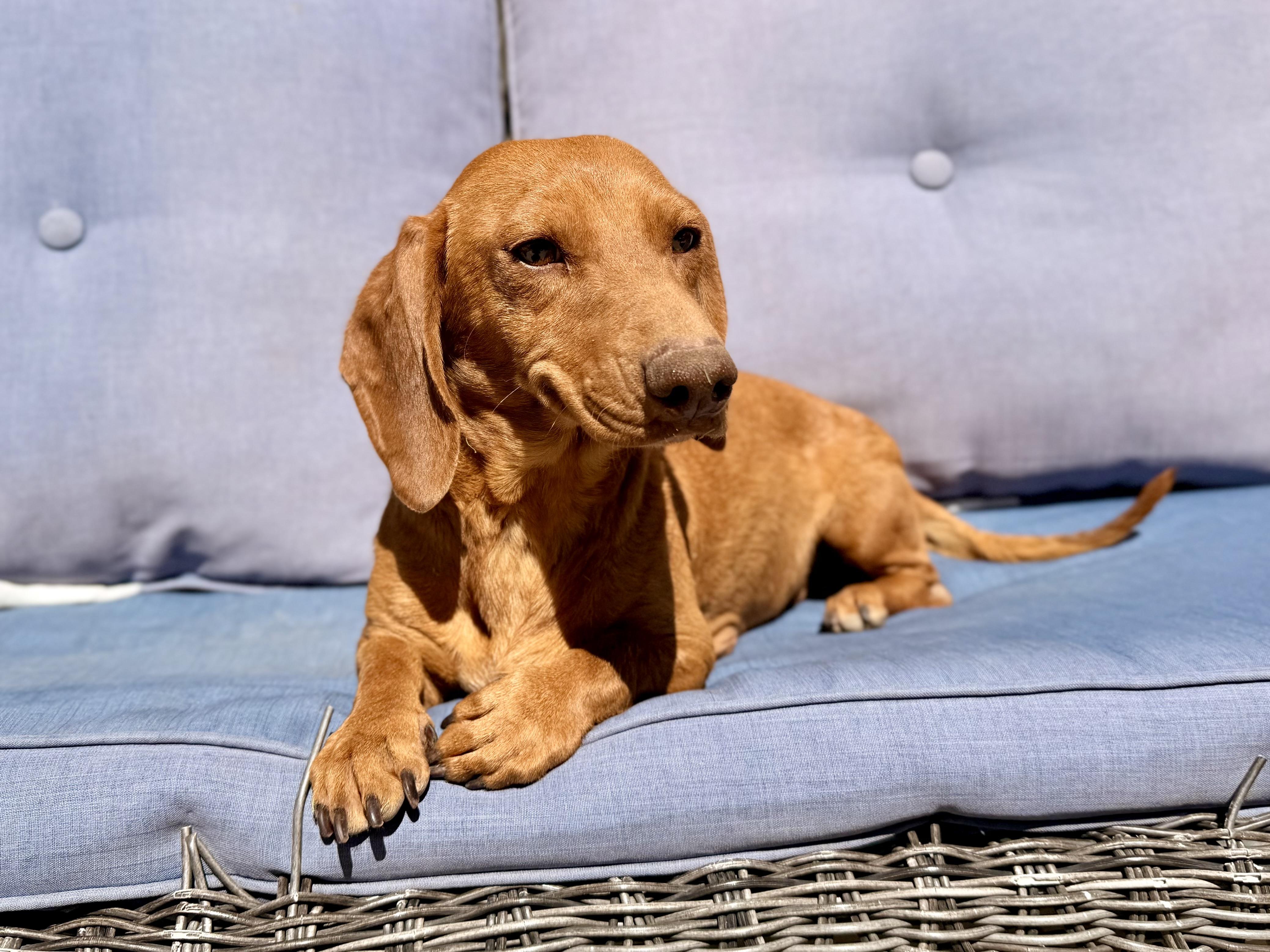 Maeze, an adopted Dachshund in ontario, CA image 4/5