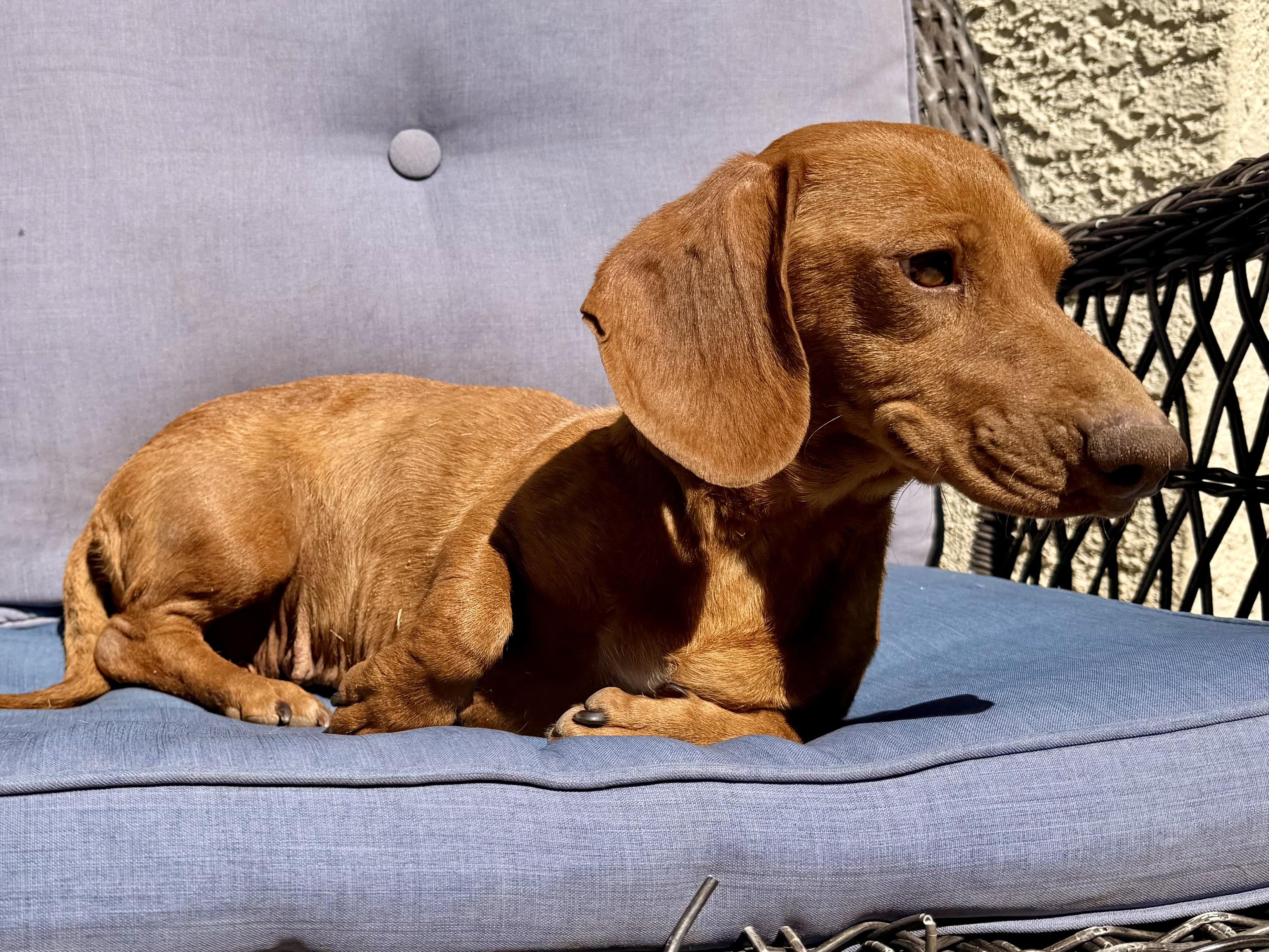 Maeze, an adopted Dachshund in ontario, CA image 5/5