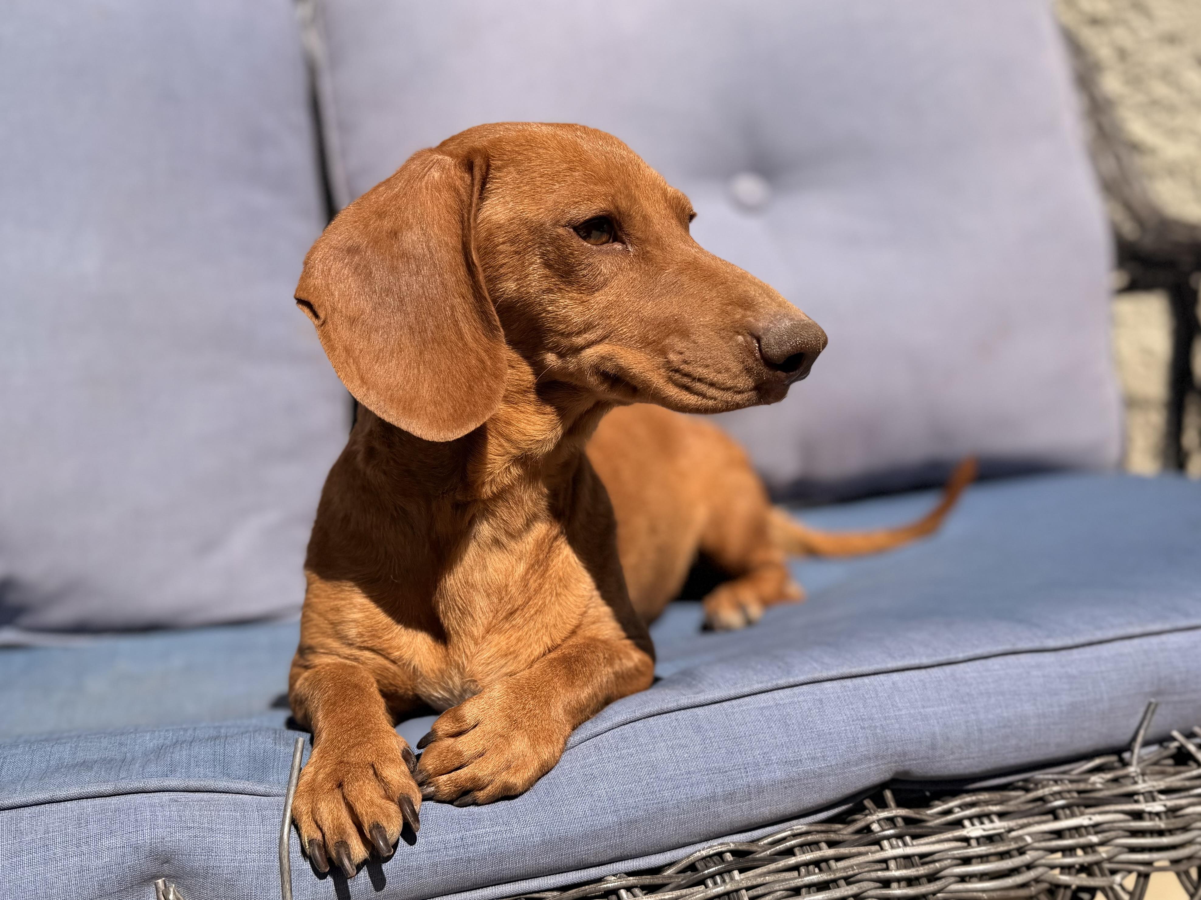 Maeze, an adopted Dachshund in ontario, CA image 2/5