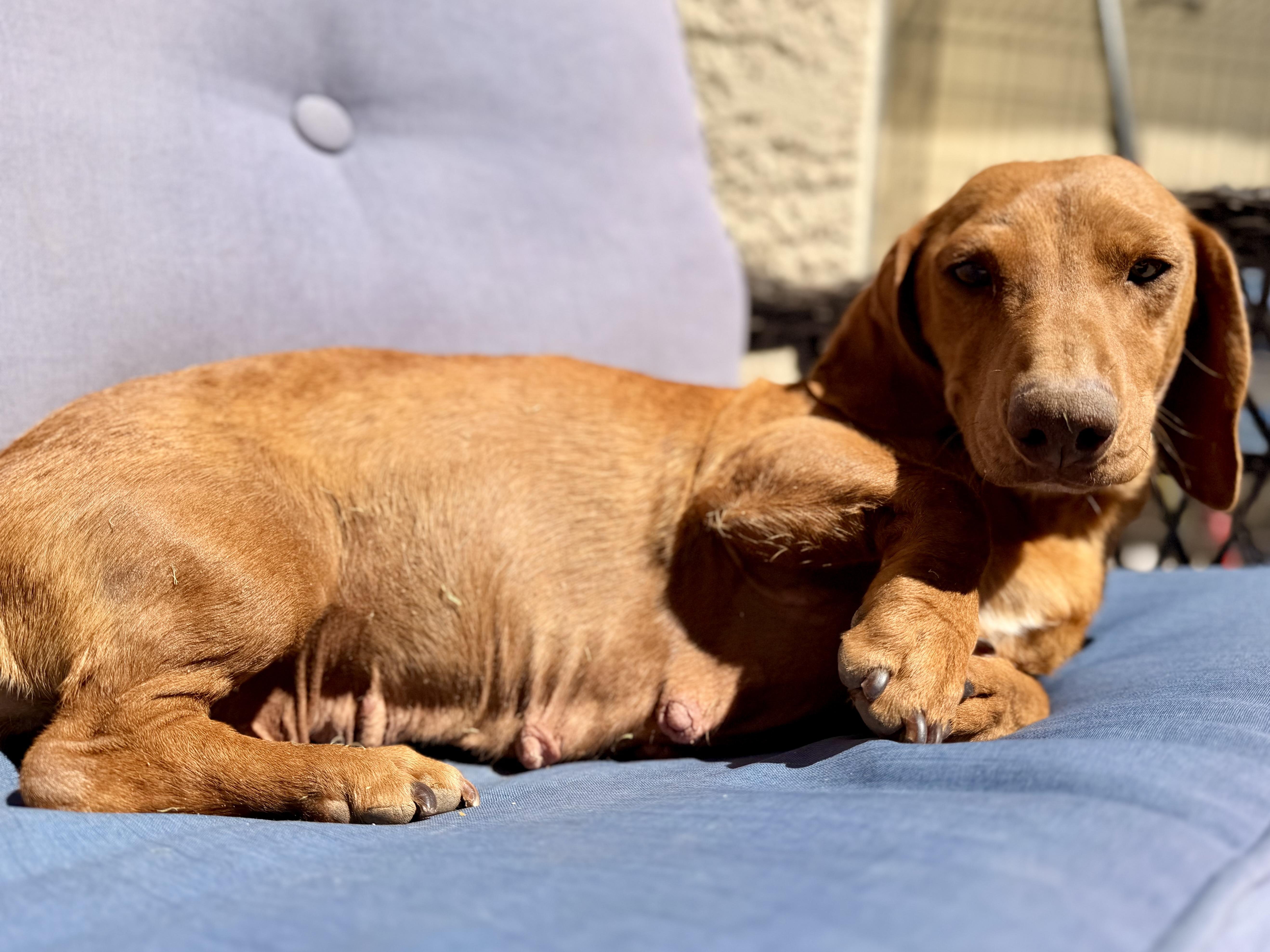 Maeze, adopted, Adult Female Dachshund.