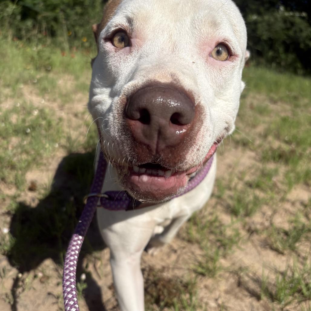 Kitty, Adoptable, Adult Female Pit Bull Terrier & Mixed Breed.