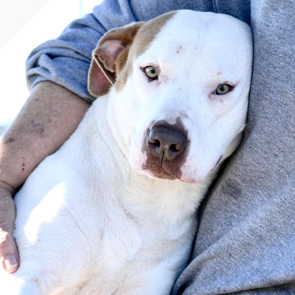 Kitty, Adoptable, Adult Female Pit Bull Terrier.