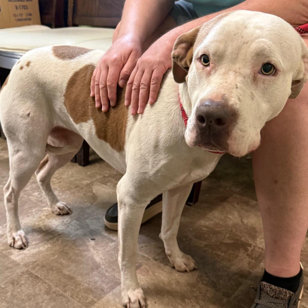 Enlarge Kitty, a Adoptable mixed breed in Floresville, TX image 2/6