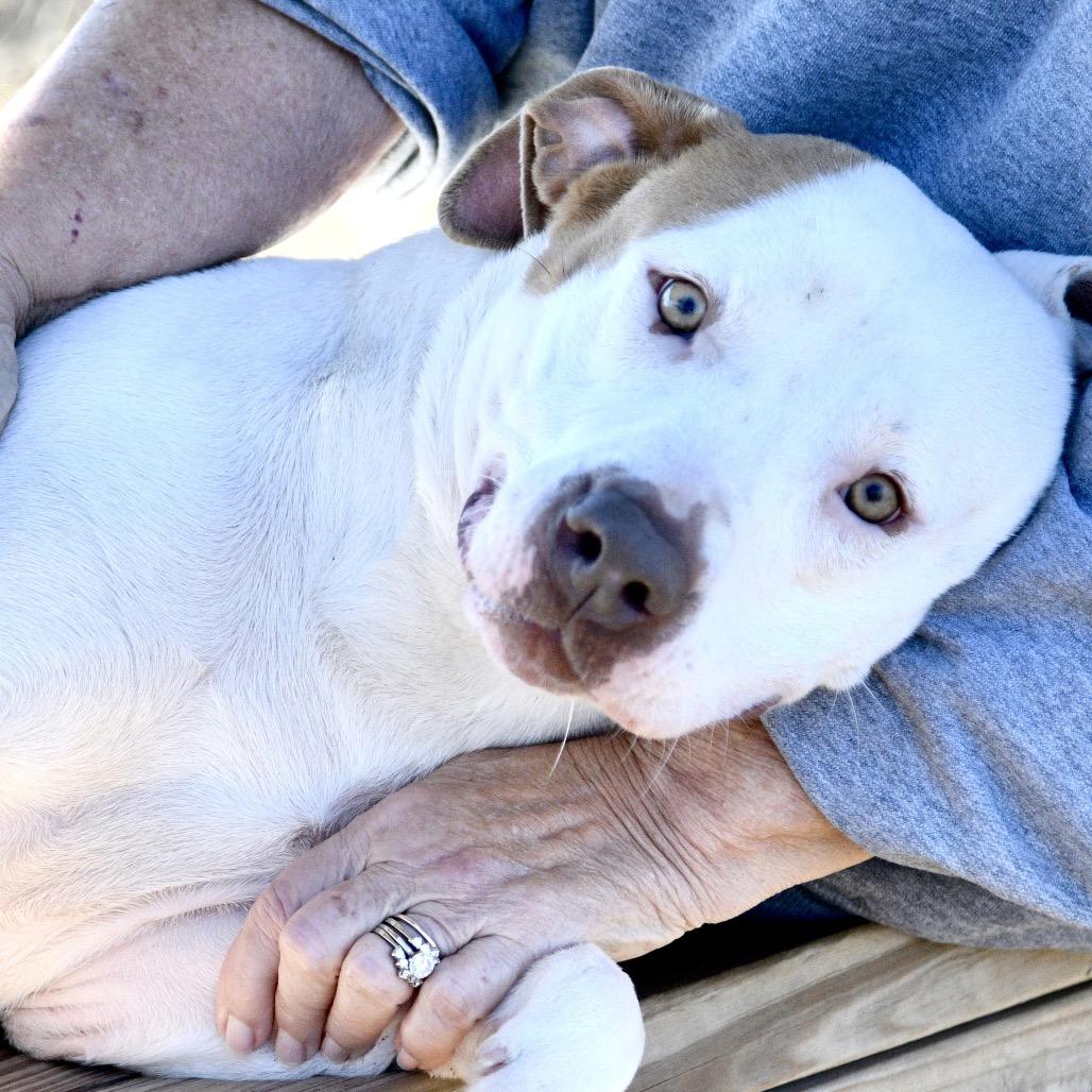 Enlarge Kitty, a Adoptable mixed breed in Floresville, TX image 3/6