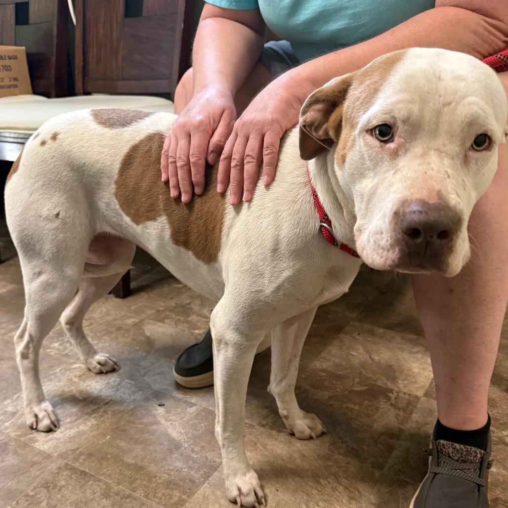 Enlarge Kitty, a Adoptable mixed breed in Floresville, TX image 4/6