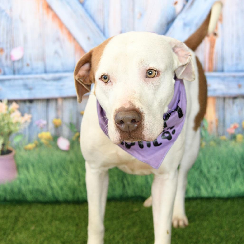 Enlarge Kitty, a Adoptable mixed breed in Floresville, TX image 5/6