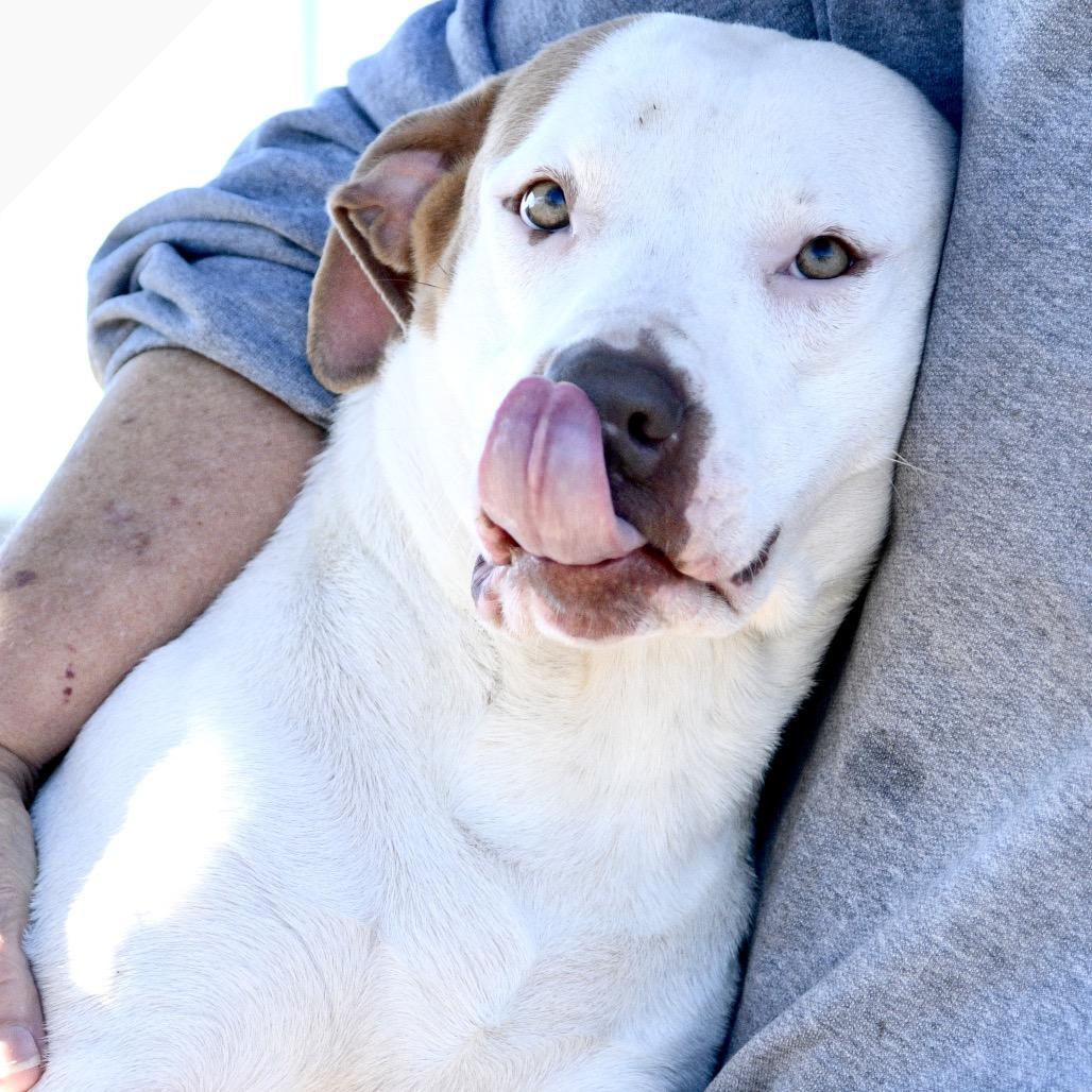 Enlarge Kitty, a Adoptable mixed breed in Floresville, TX image 6/6