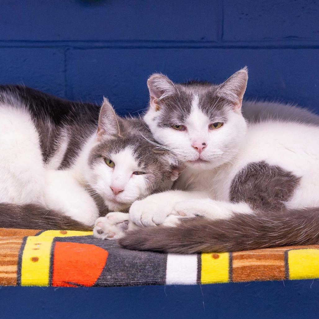 Coolata, Adoptable, Adult Female Domestic Short Hair.