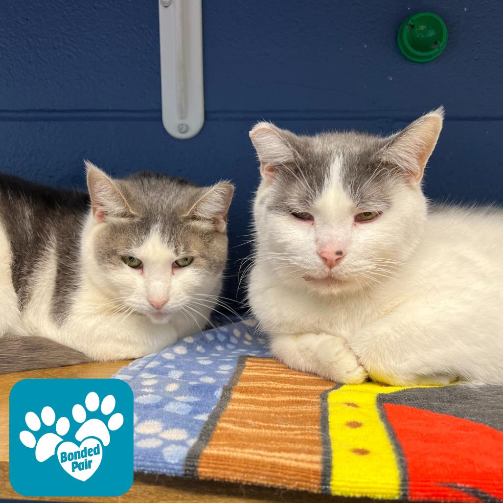 Enlarge Coolata, a Adoptable Domestic Short Hair in Mentor, OH image 3/4