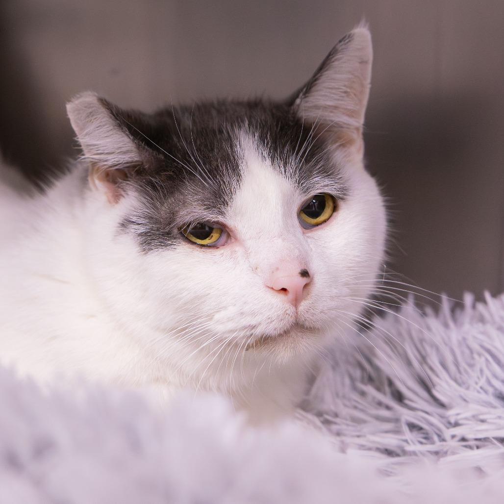 Enlarge Coolata, a Adoptable Domestic Short Hair in Mentor, OH image 4/4