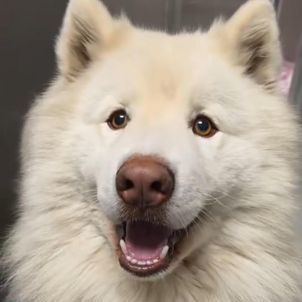 Yuki, Adoptable, Adult Male Samoyed.