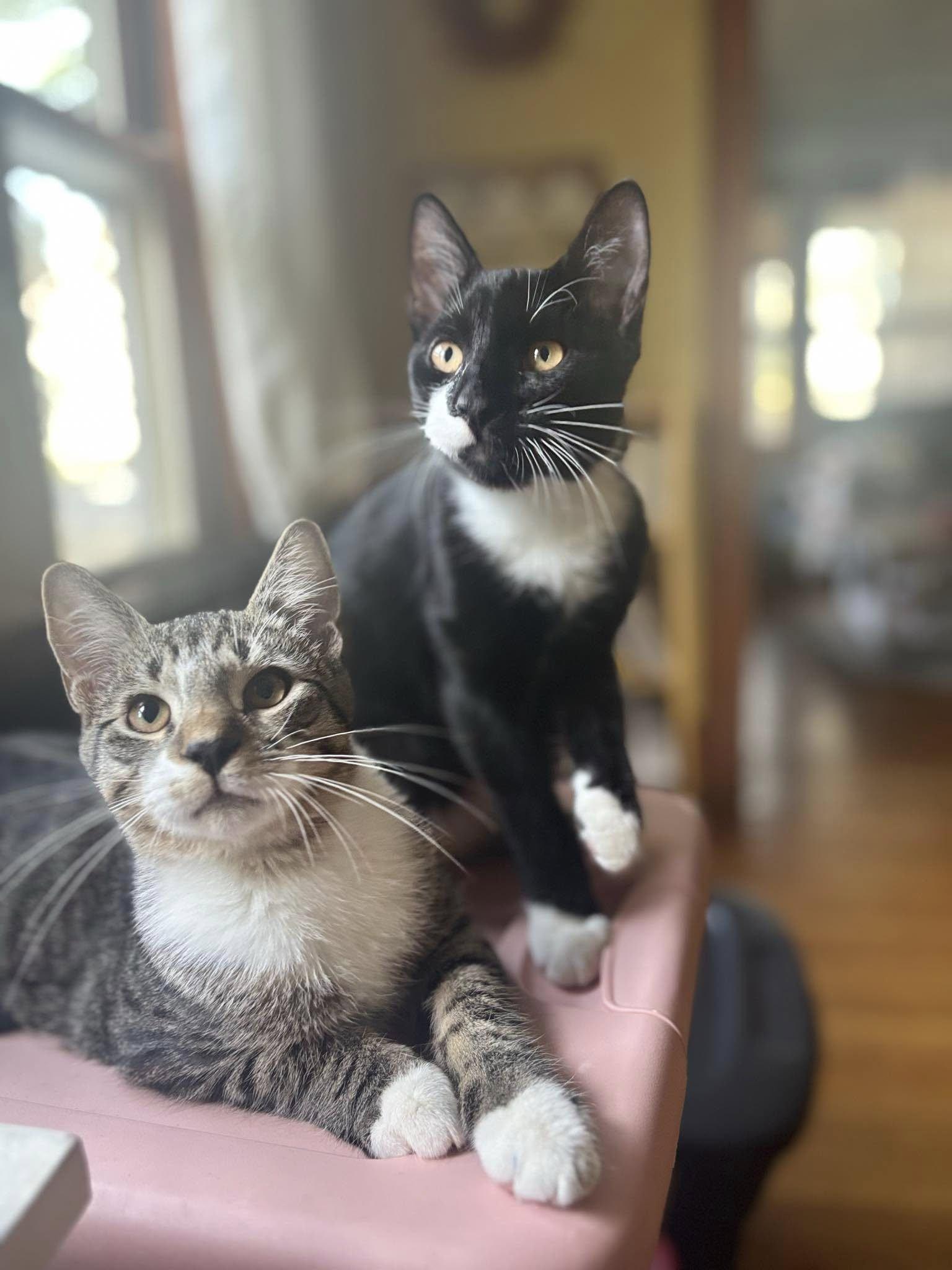 Teddy, Adoptable, Young Male Tabby.