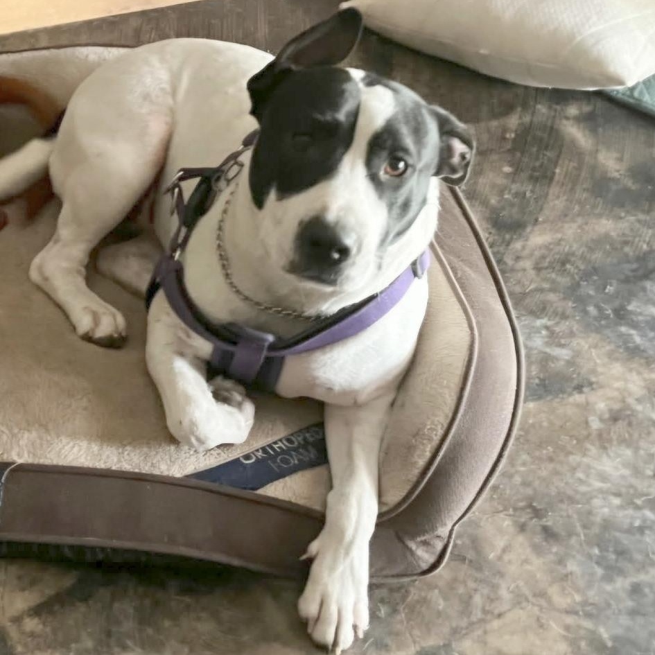 Gigi — thumbnail 4