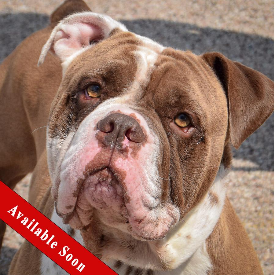 Sarge photo 1