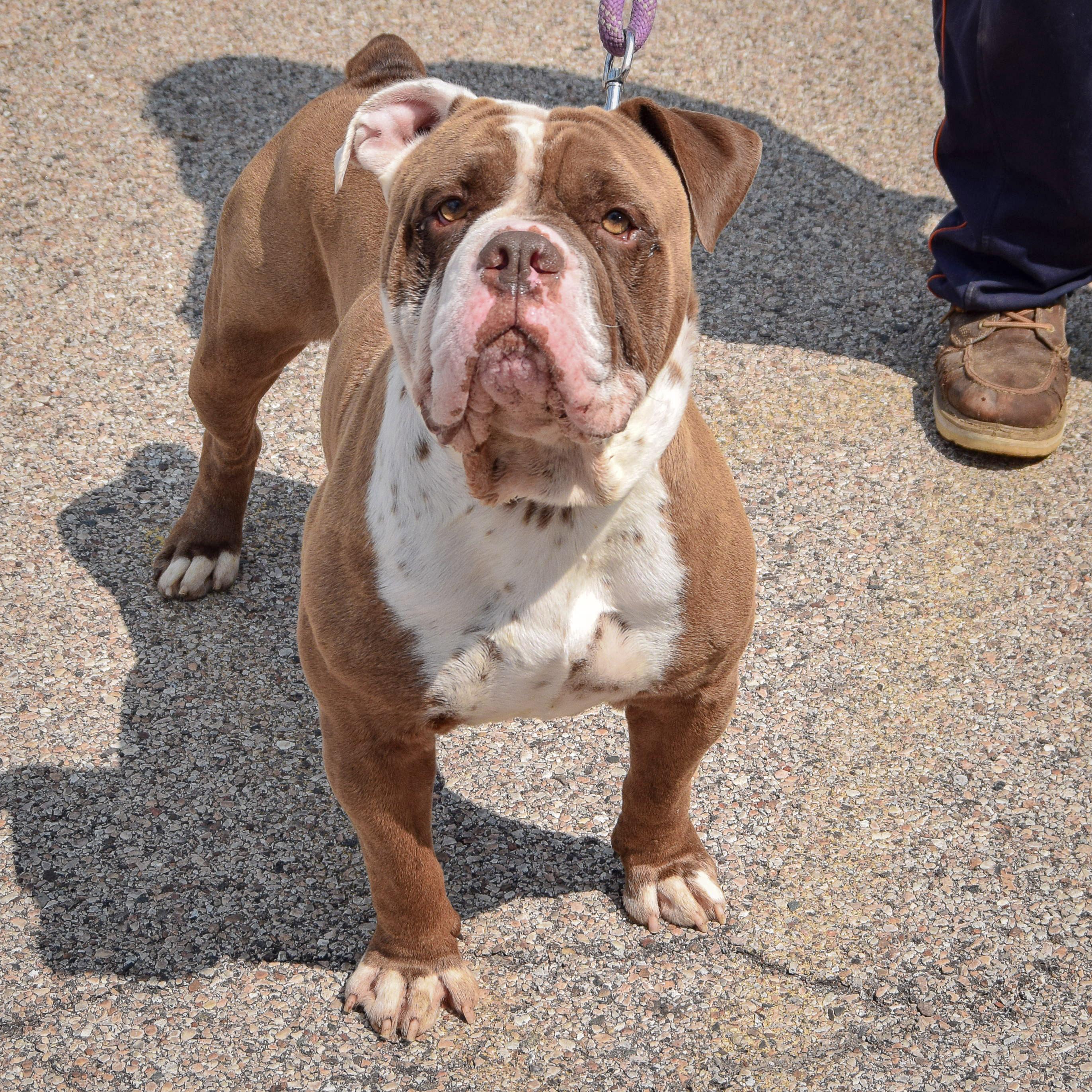 Sarge photo 5