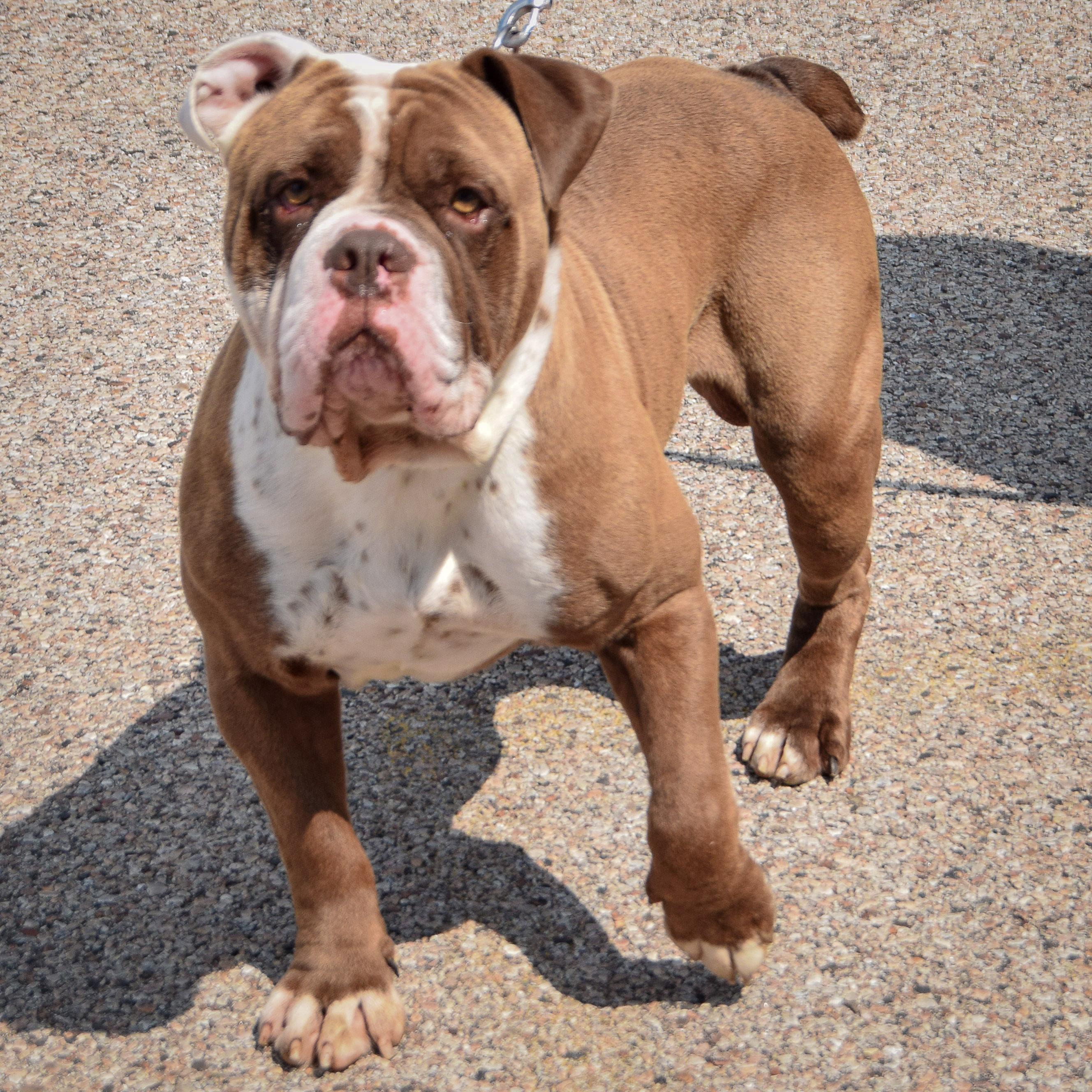 Sarge photo 4