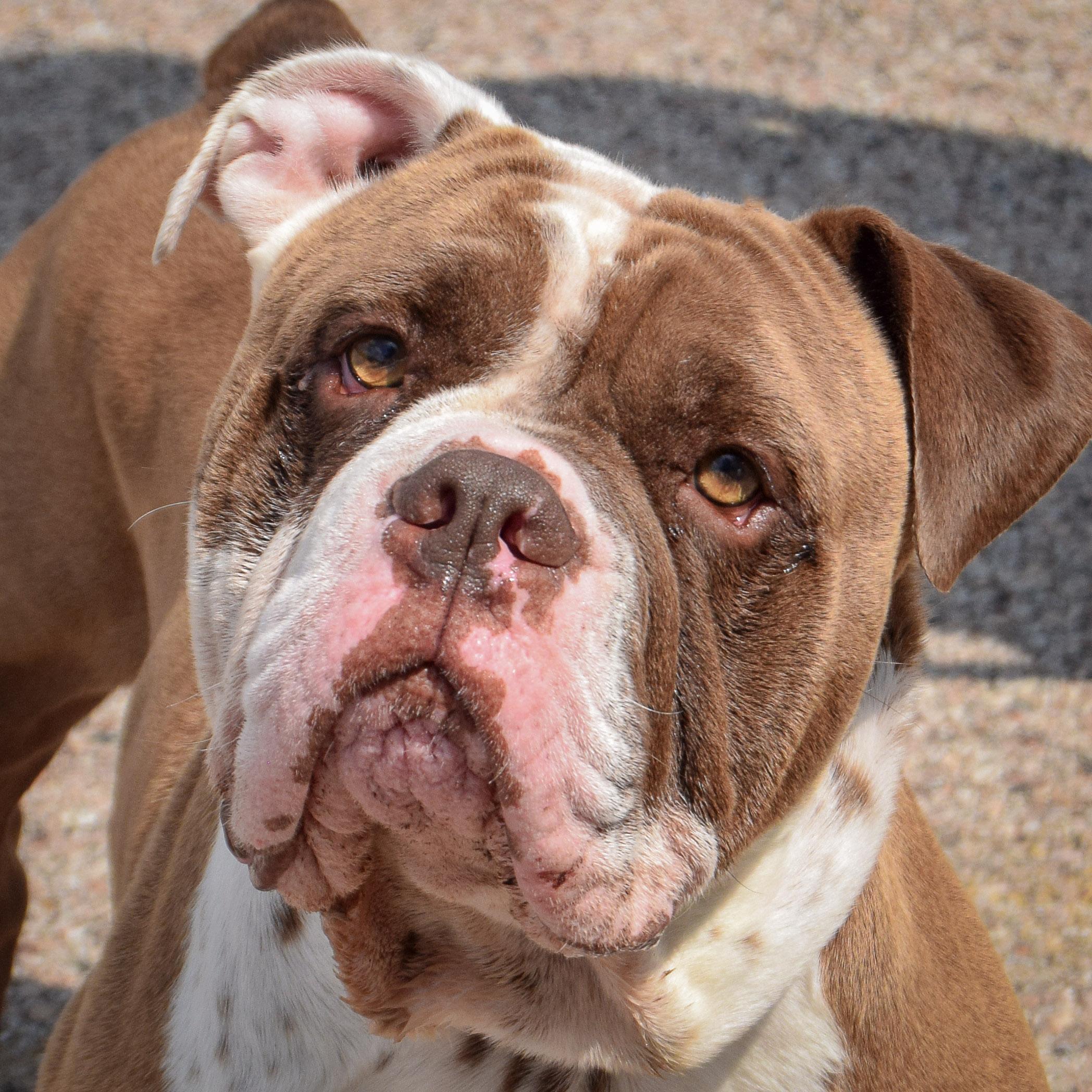 Sarge photo 6