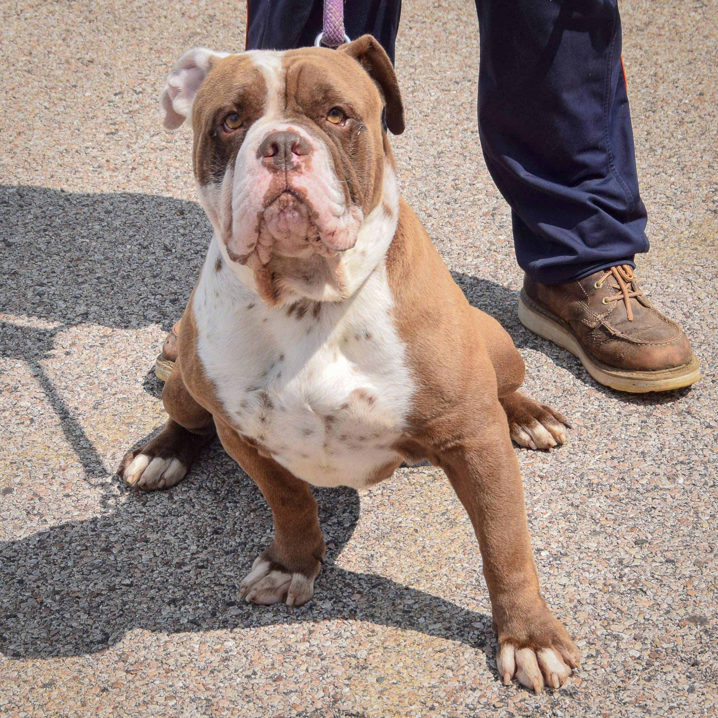 Sarge photo 3