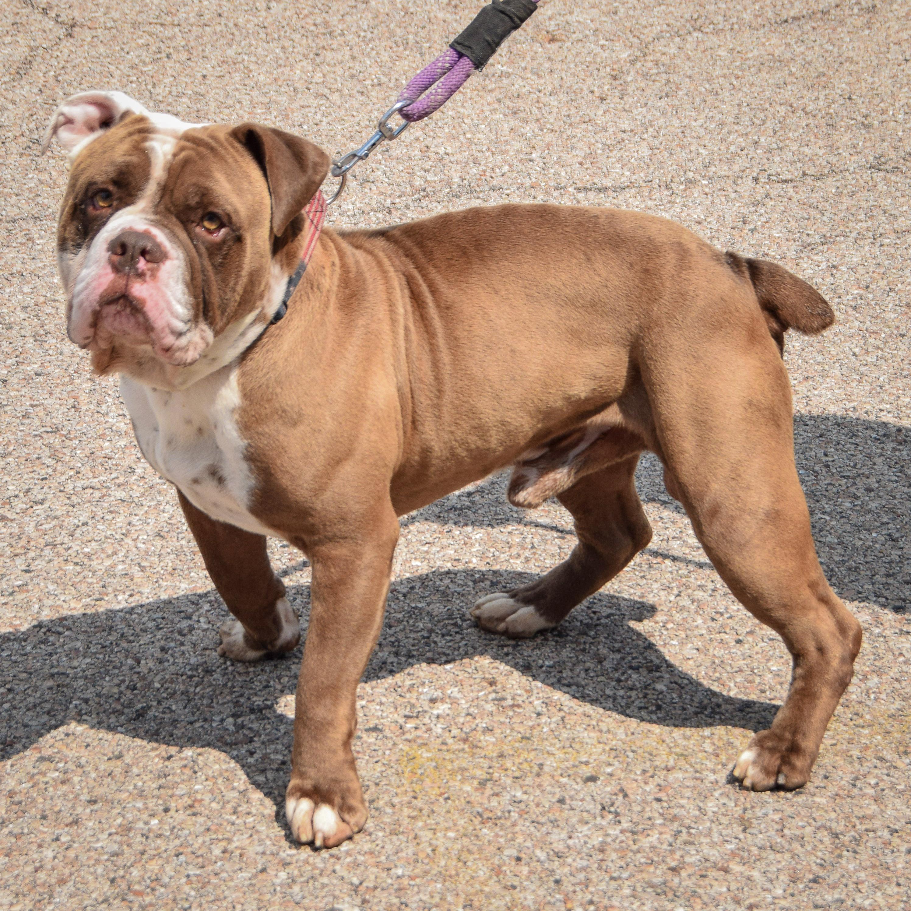Sarge photo 2