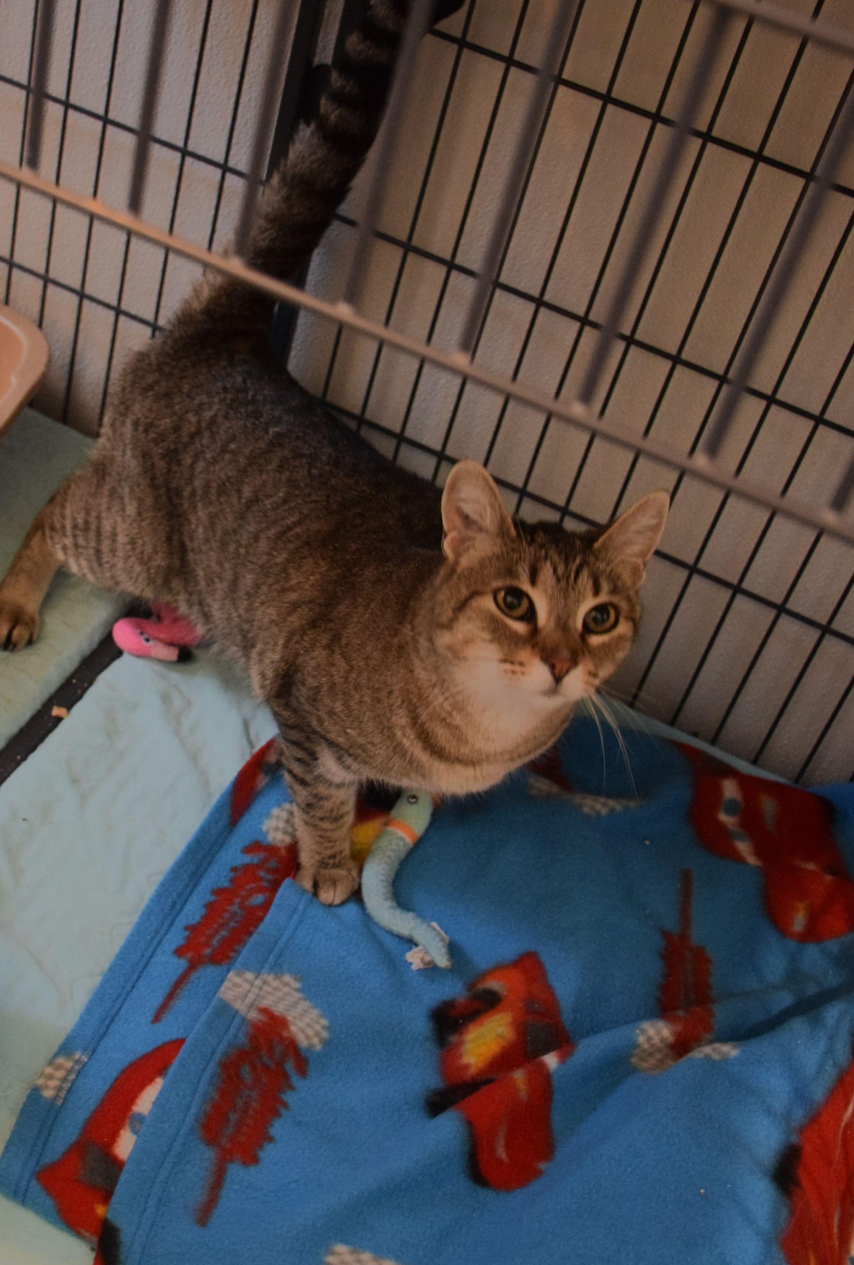 Enlarge Feisty, a ADOPTABLE Tabby in Claresholm, AB image 1/1