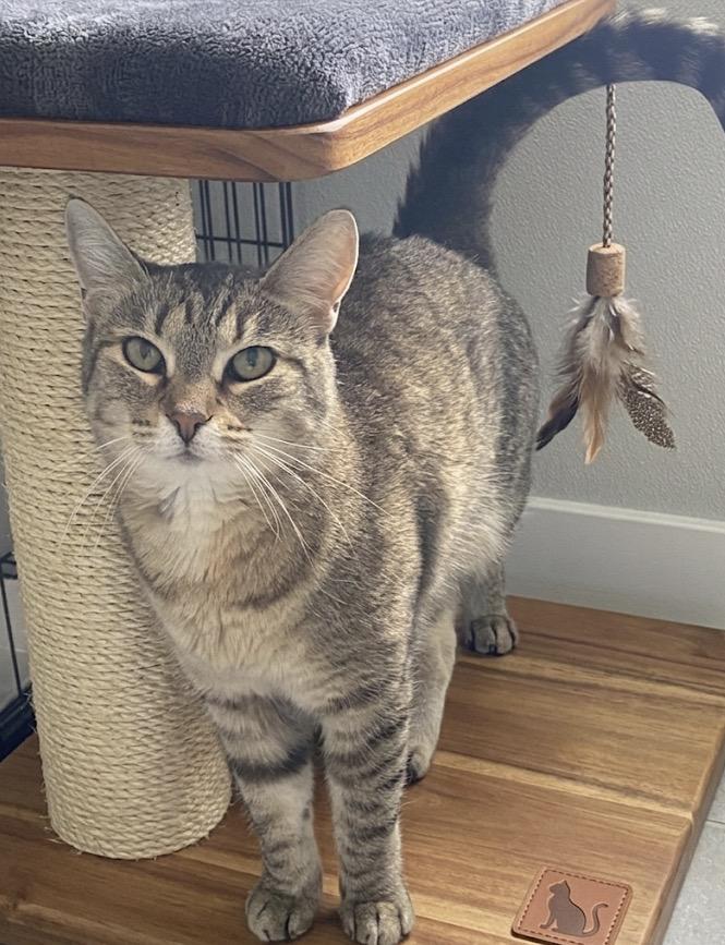 Feisty, ADOPTABLE, Adult Female Tabby.