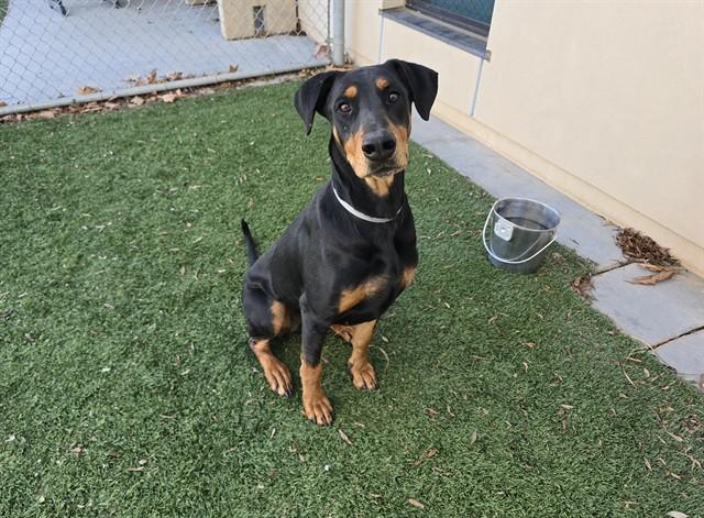 EMBER, Adoptable, Young Female Doberman Pinscher & Mixed Breed.