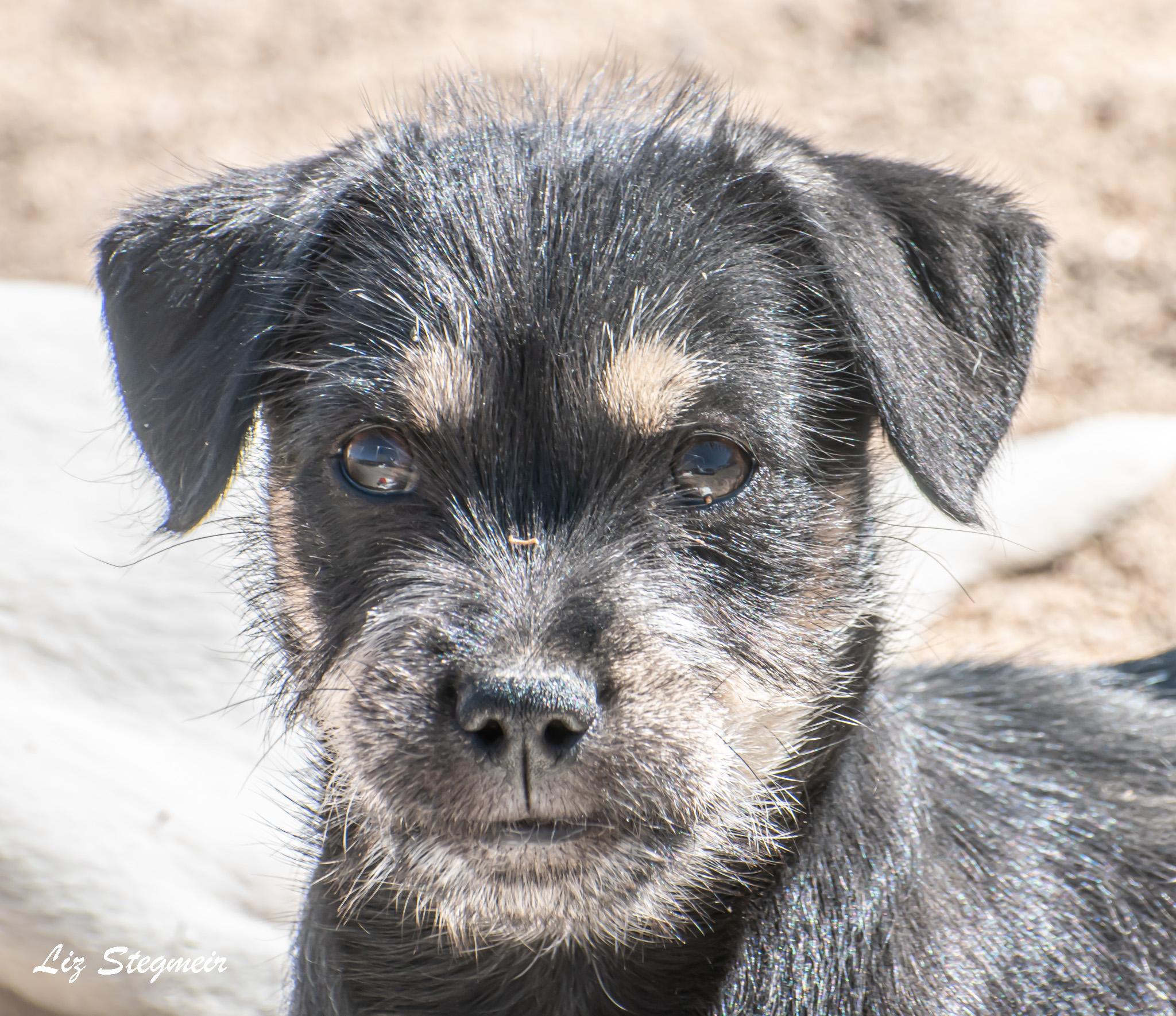 Tinker, adopted, Puppy Female Mixed Breed.