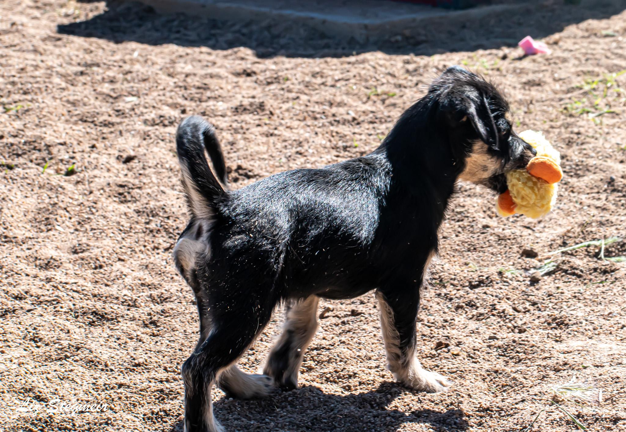 Enlarge Tinker, an adopted Mixed Breed in Mayer, AZ image 3/3