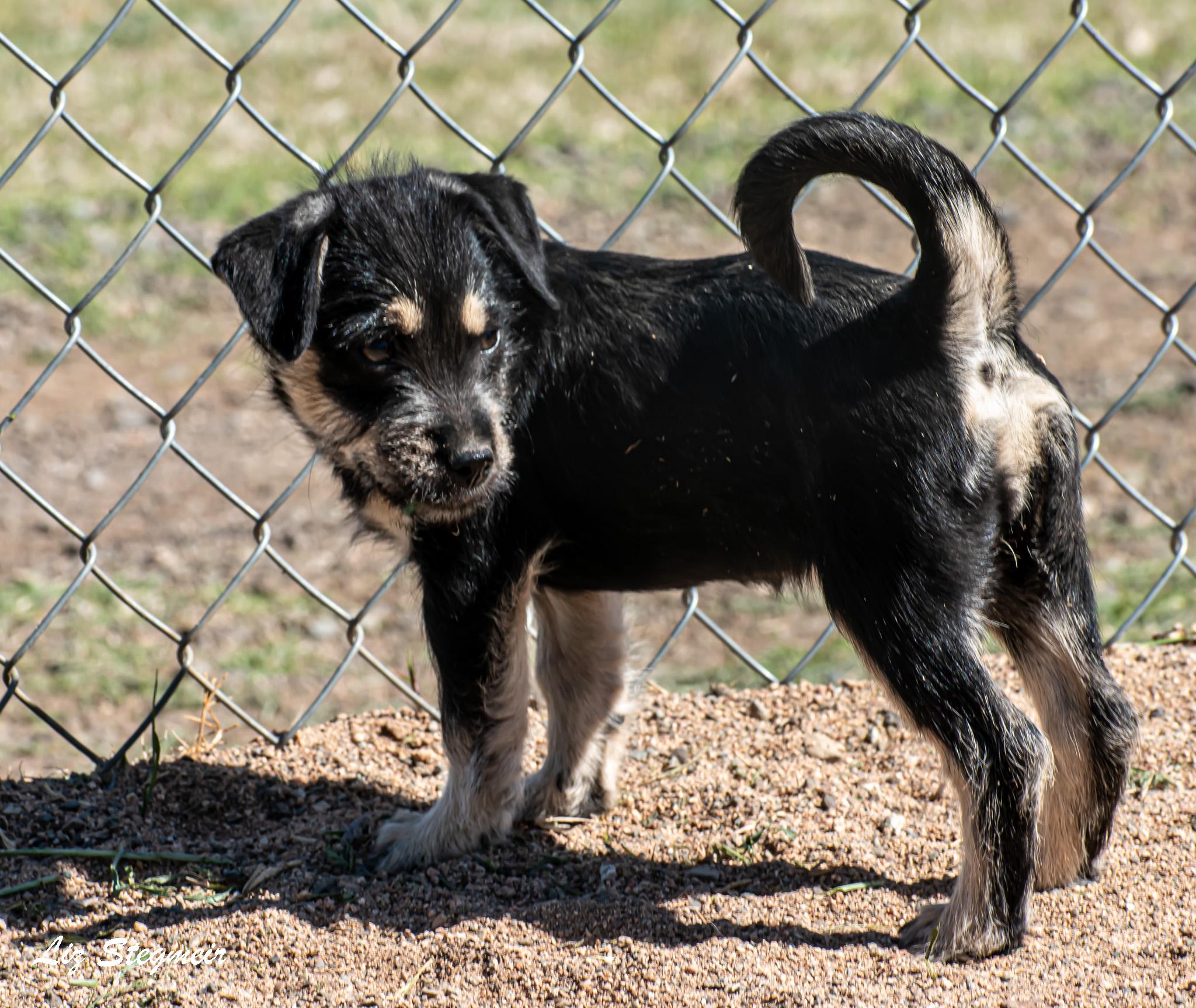 Enlarge Tinker, an adopted Mixed Breed in Mayer, AZ image 2/3