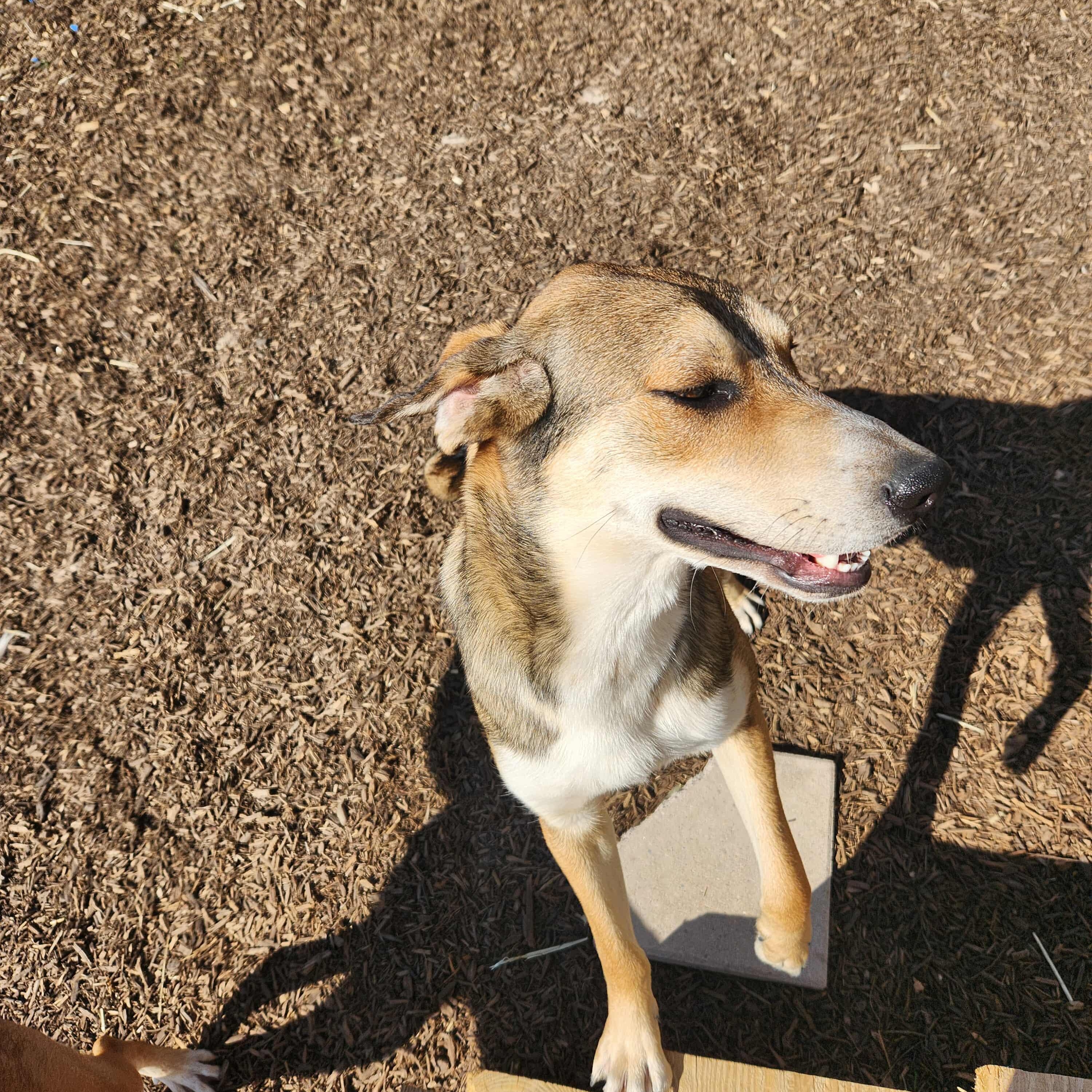 Enlarge Smokey, a Adoptable mixed breed in Bend, OR image 4/5