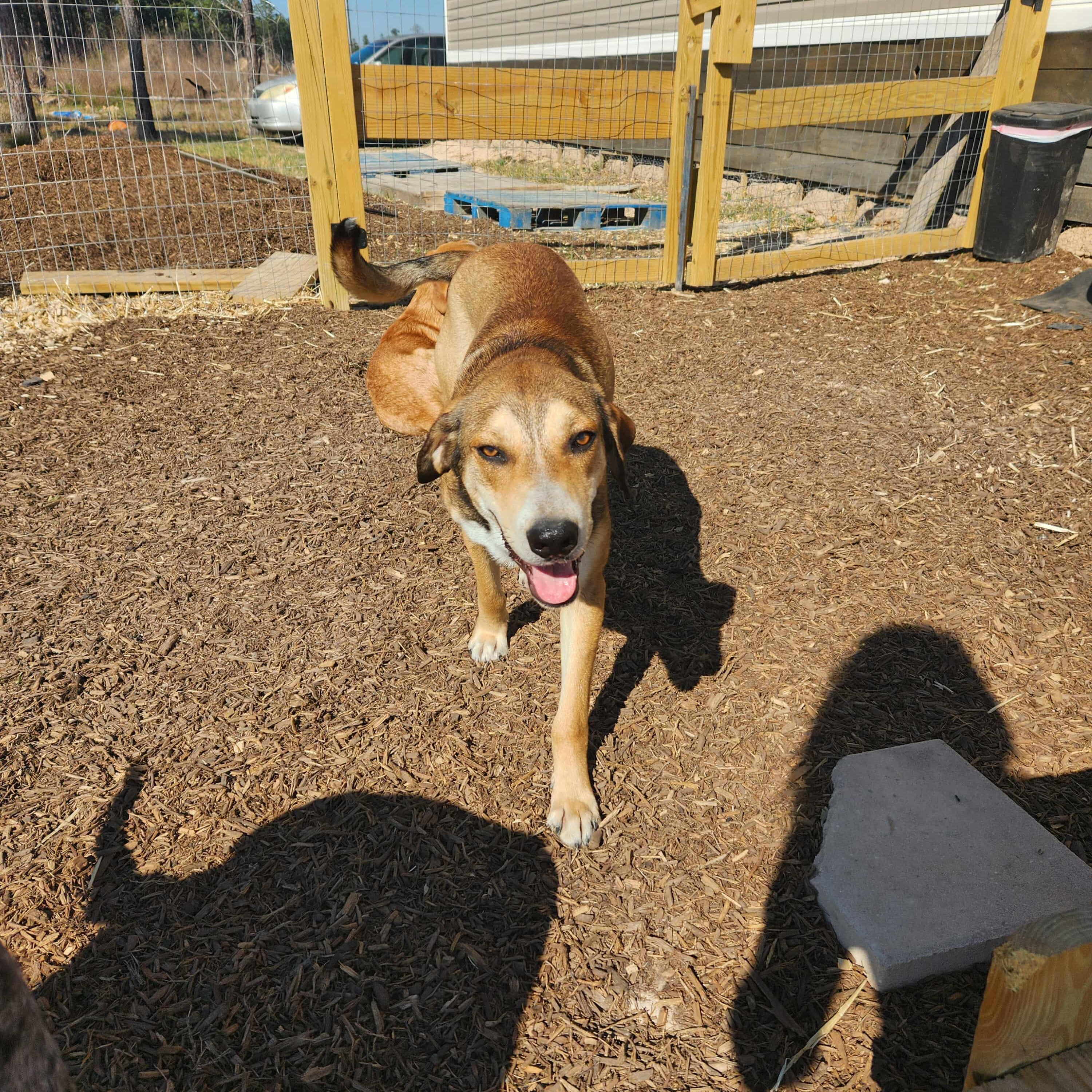 Enlarge Smokey, a Adoptable mixed breed in Bend, OR image 1/5