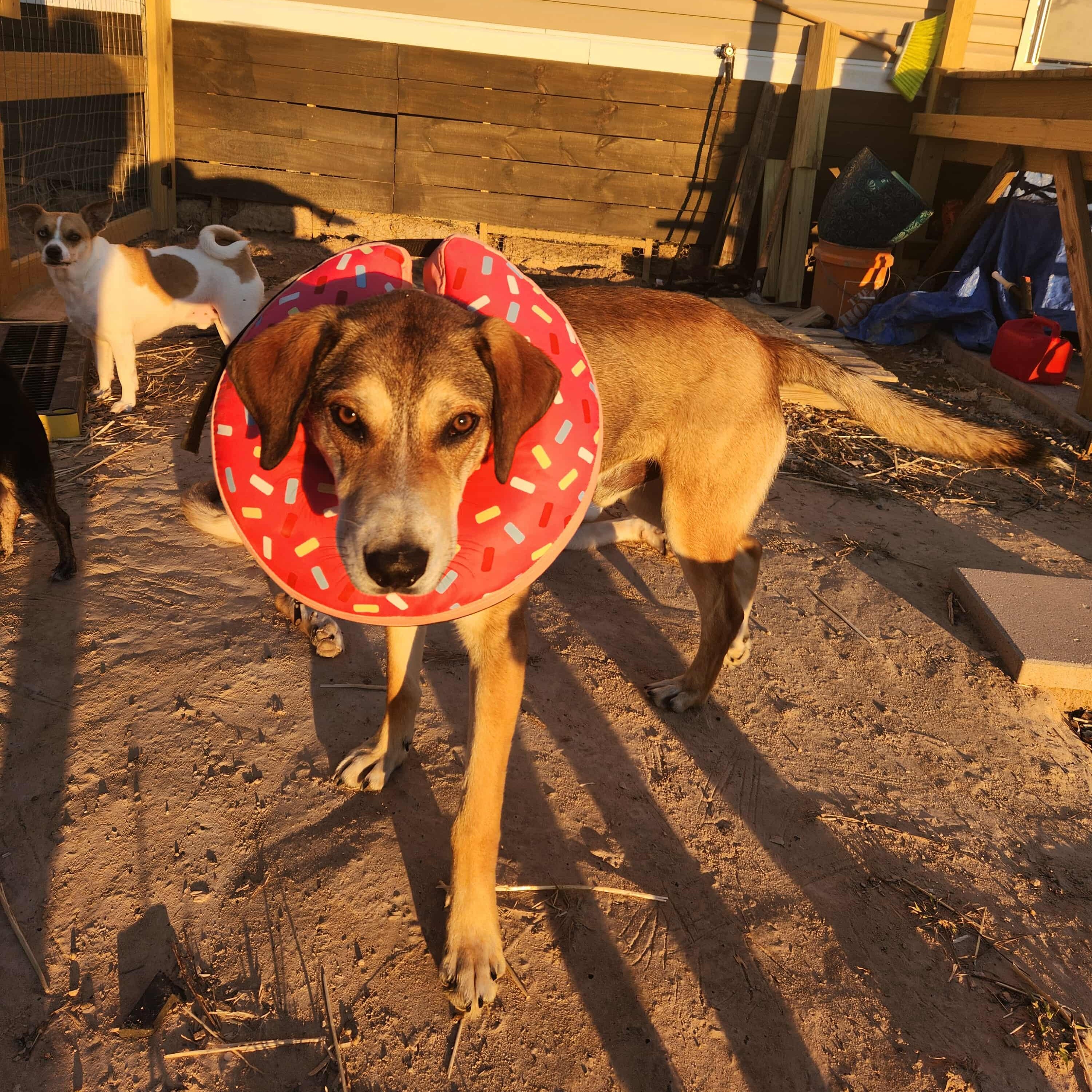 Enlarge Smokey, a Adoptable mixed breed in Bend, OR image 3/5