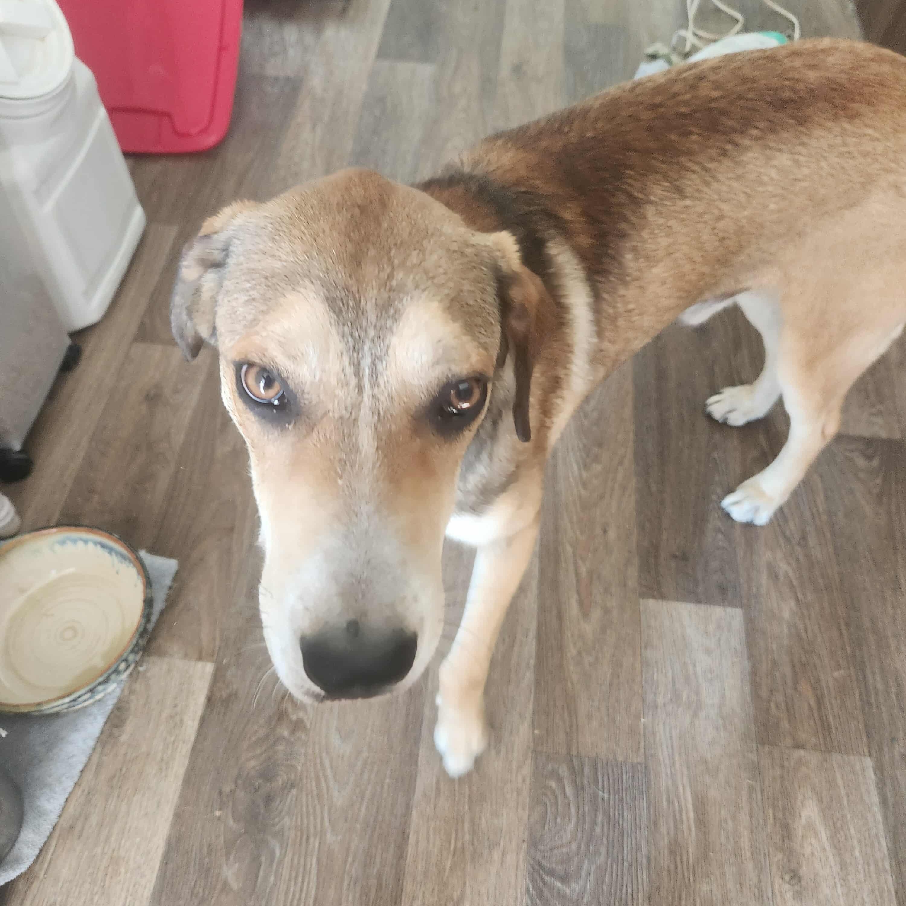 Enlarge Smokey, a Adoptable mixed breed in Bend, OR image 2/5