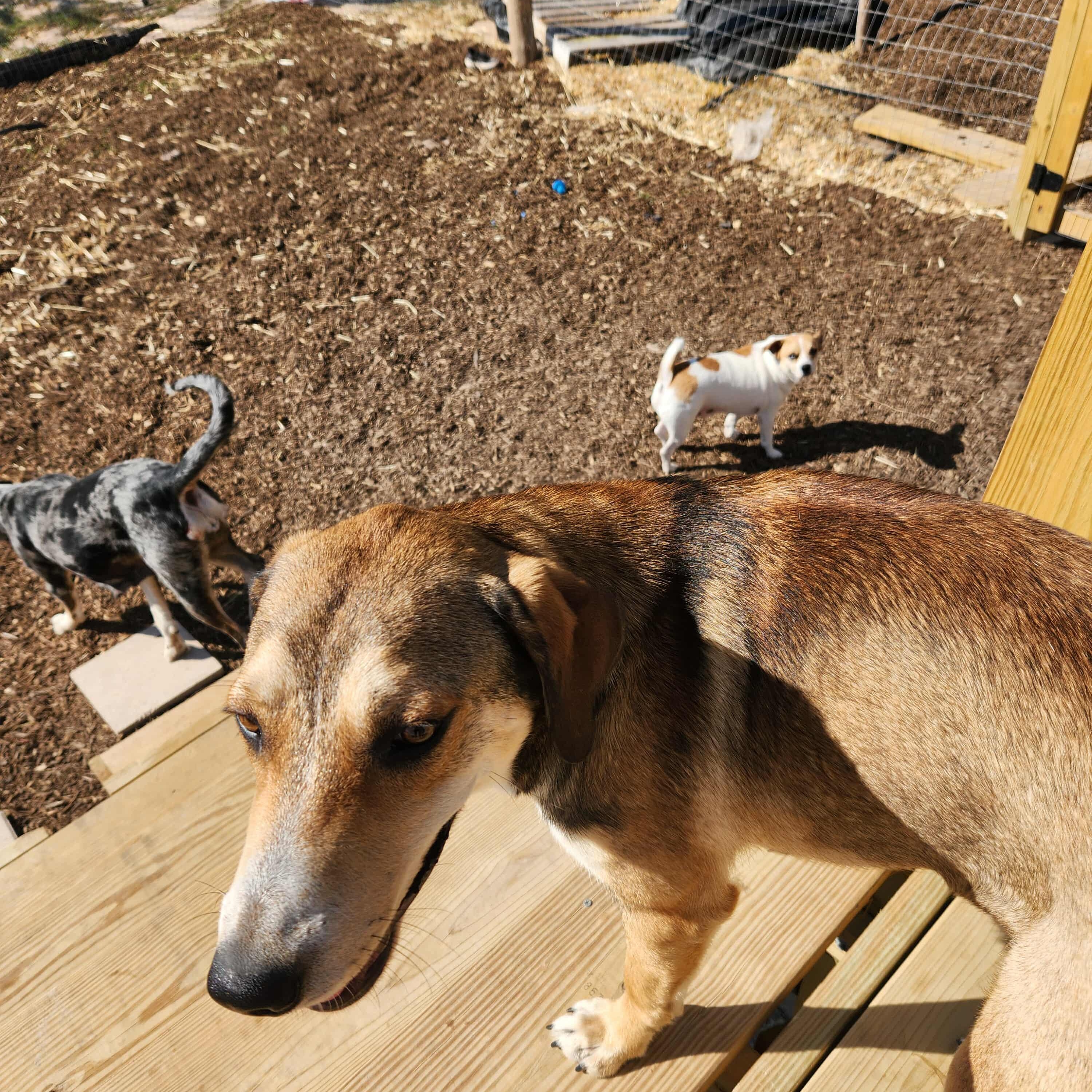 Enlarge Smokey, a Adoptable mixed breed in Bend, OR image 5/5