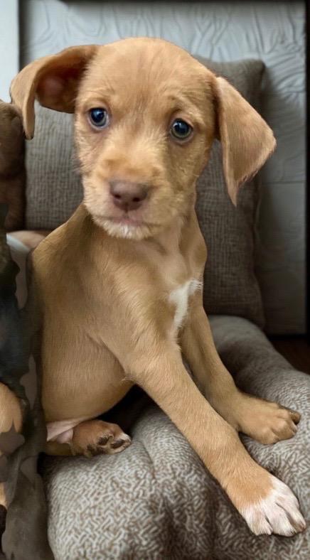 Eeyore, Adoptable, Puppy Male Labrador Retriever & Terrier.