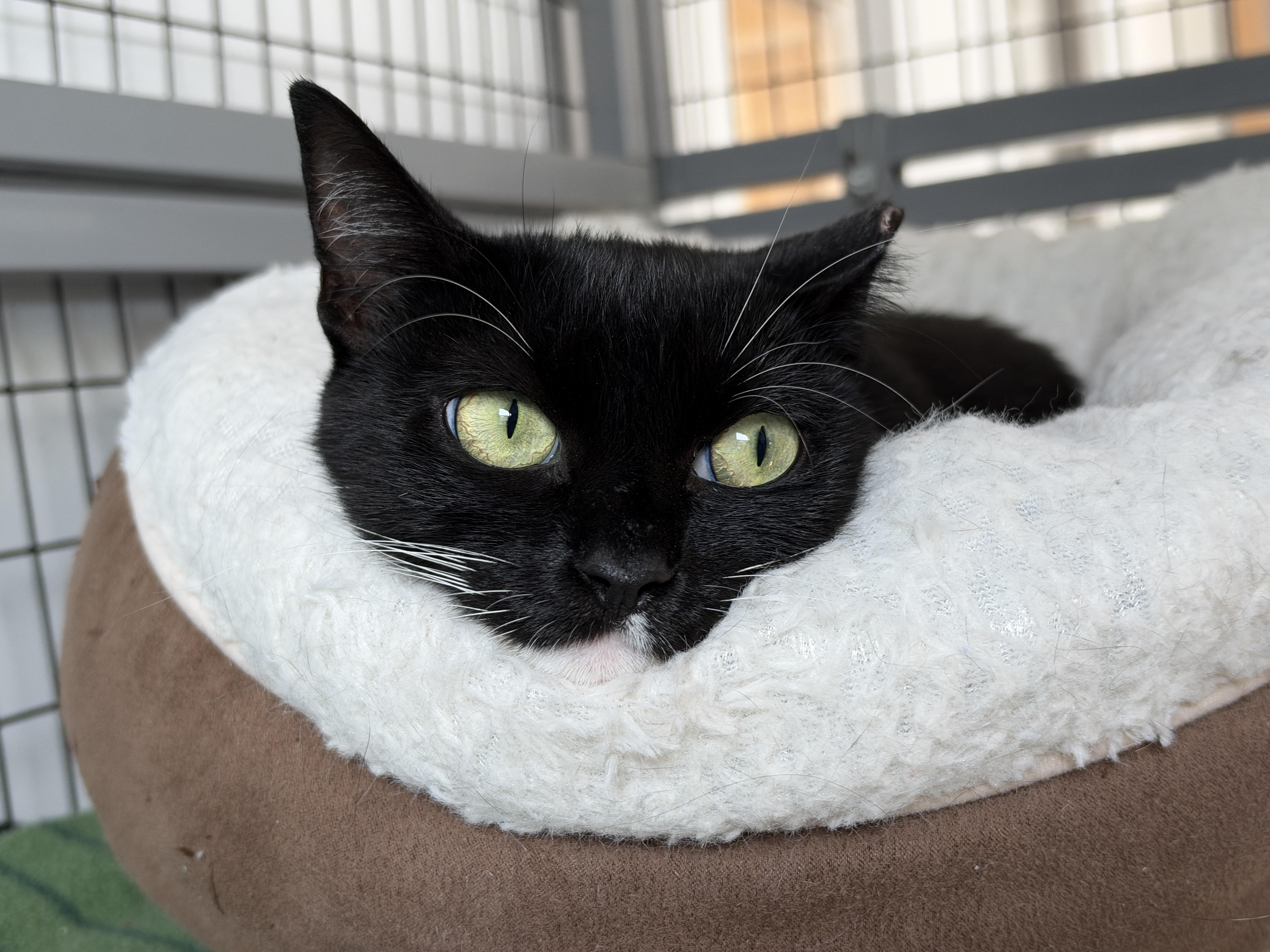 Enlarge Aphrodite, a Adoptable American Shorthair in Hull, MA image 2/4