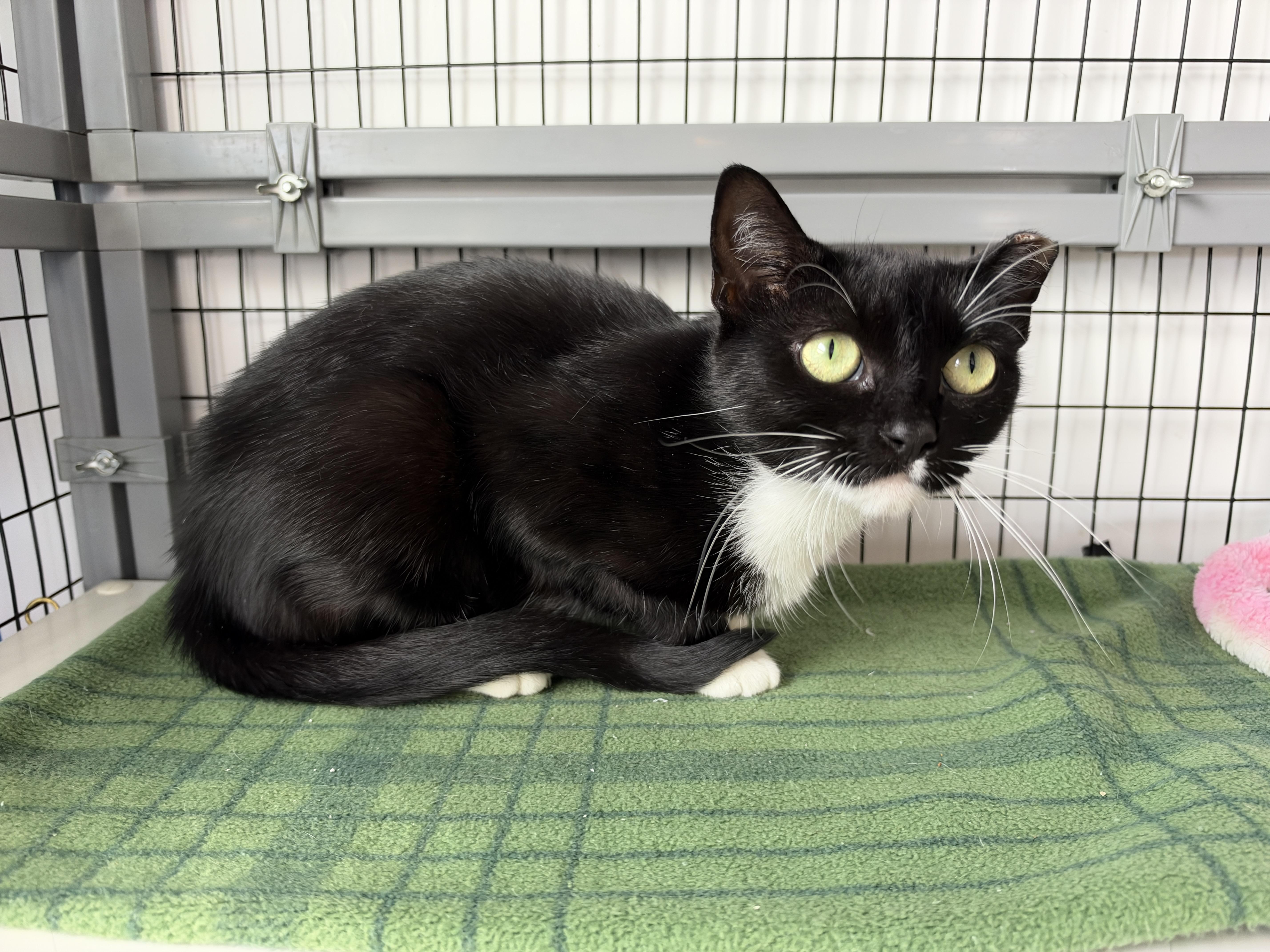 Enlarge Aphrodite, a Adoptable American Shorthair in Hull, MA image 4/4