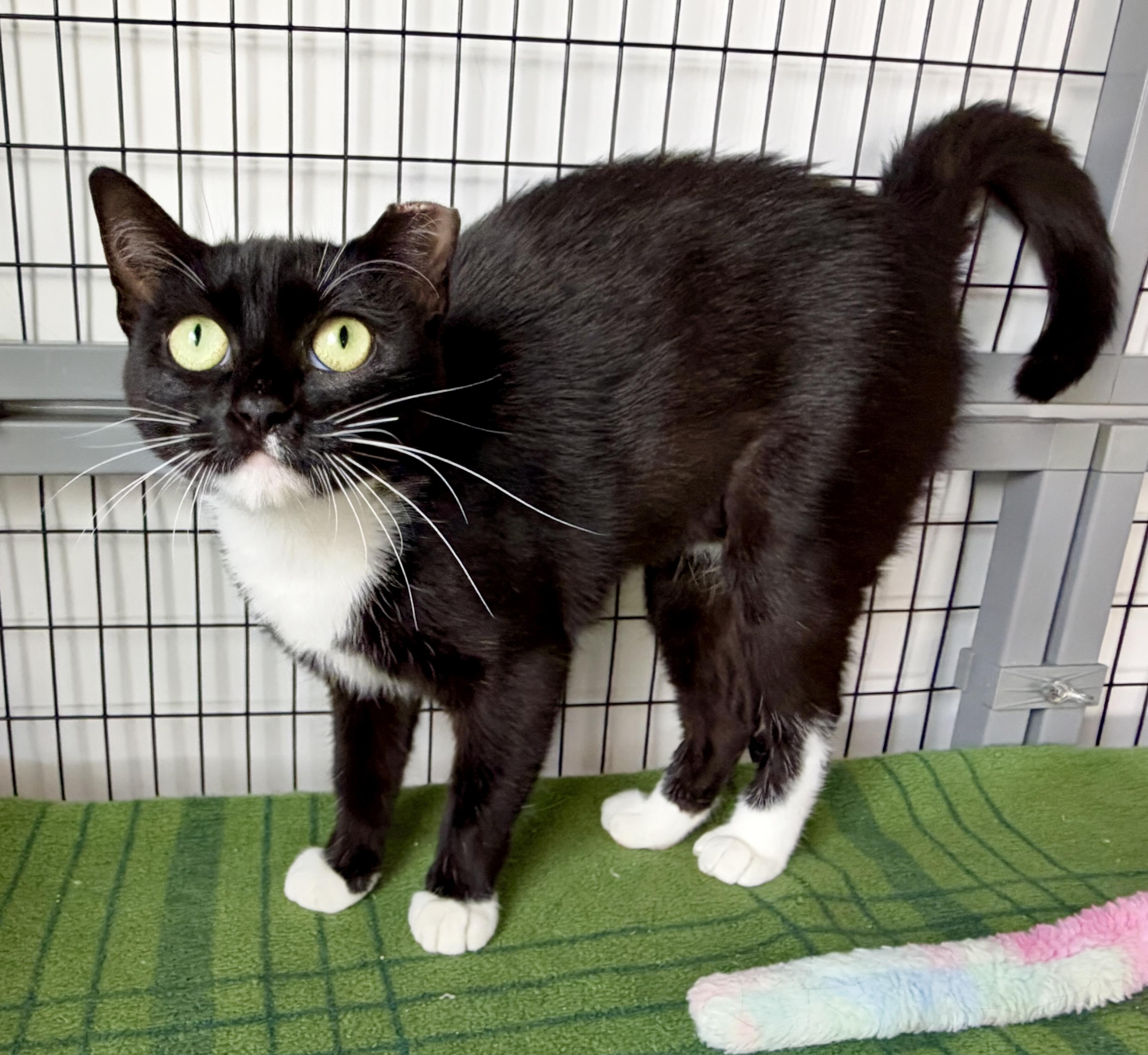 Aphrodite, Adoptable, Adult Female American Shorthair.